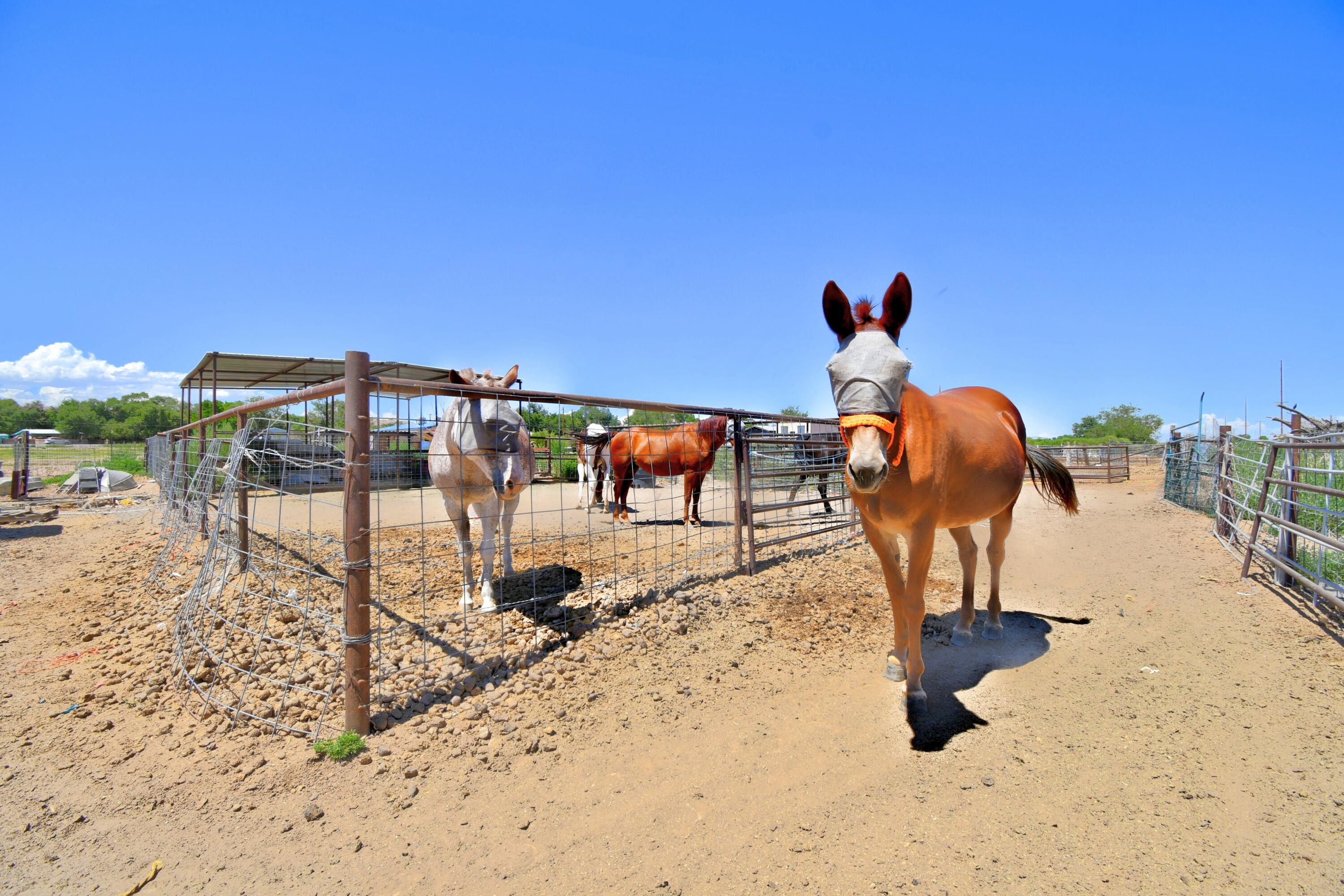 1459 Highway 116, Belen, New Mexico image 13