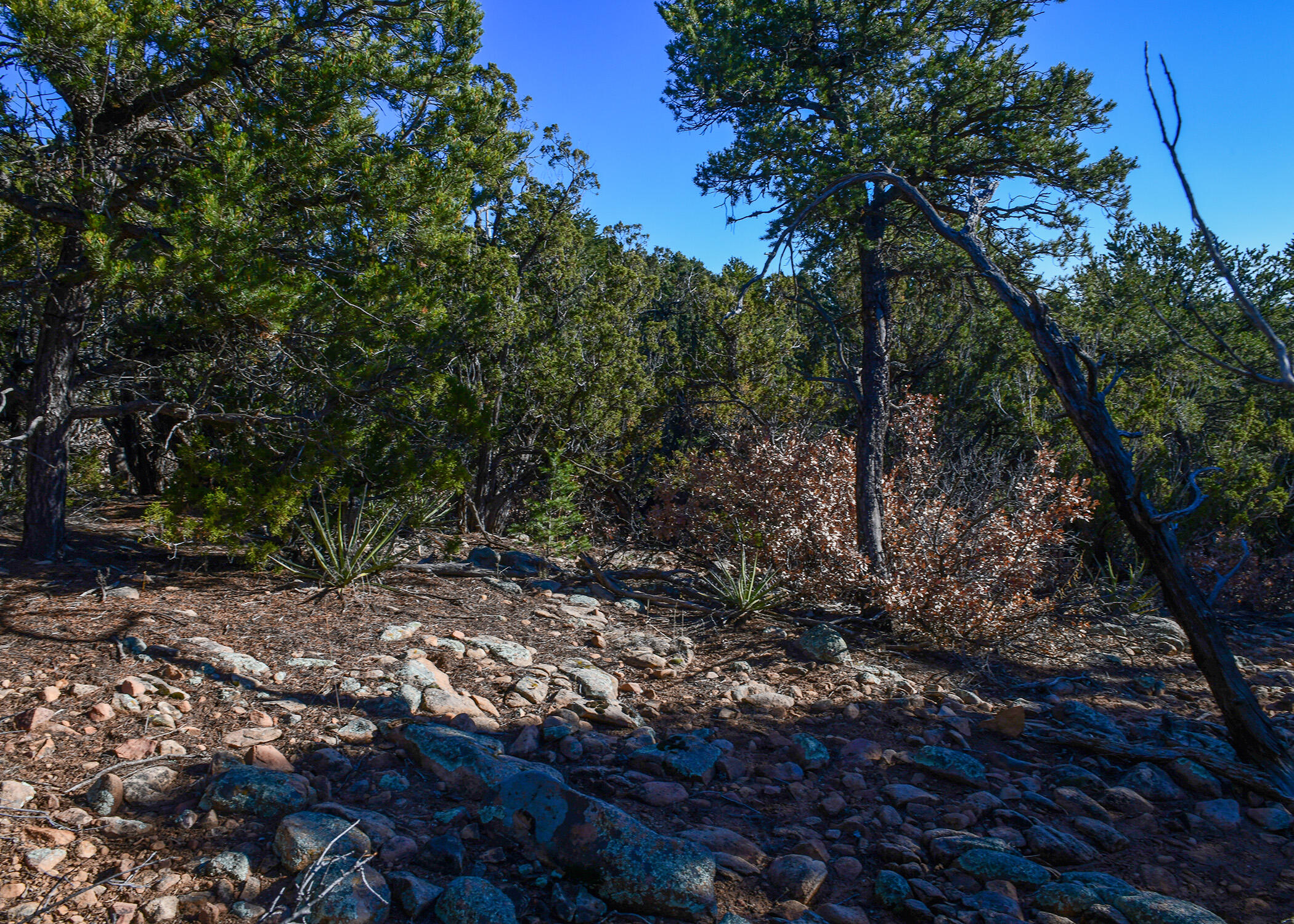 4 Joy Court, Sandia Park, New Mexico image 2