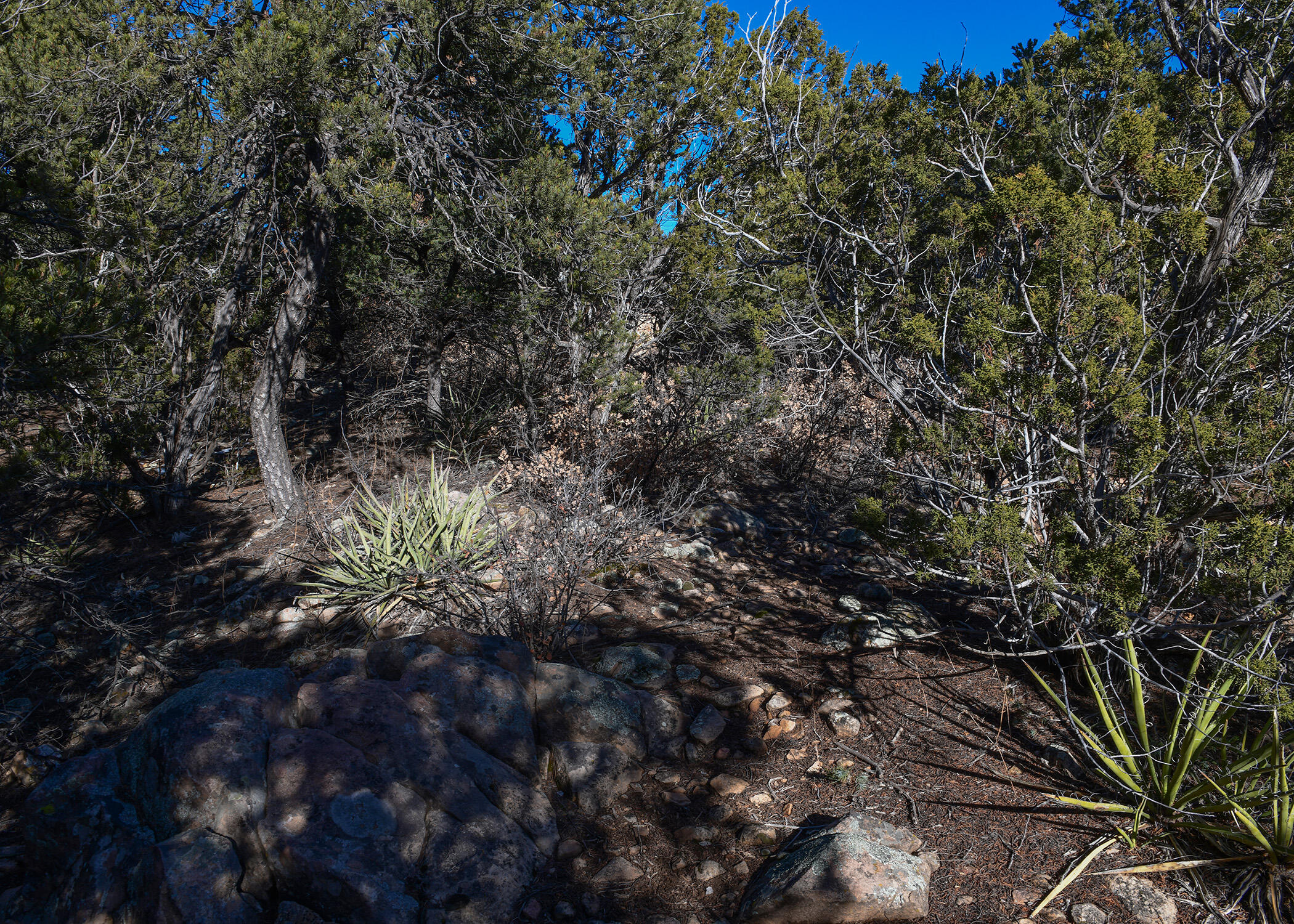 4 Joy Court, Sandia Park, New Mexico image 3