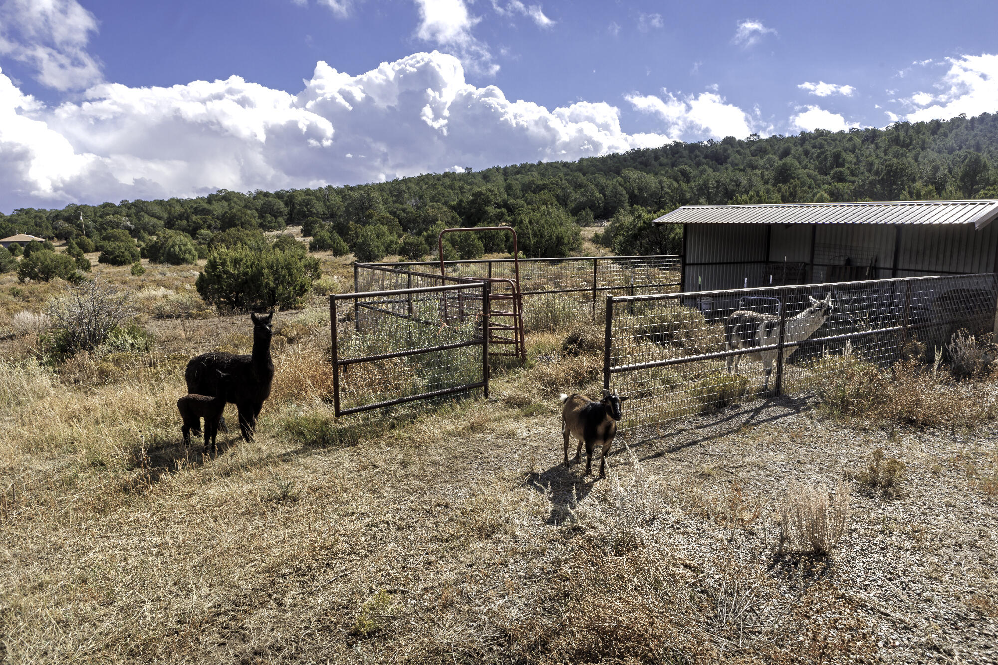 171 Brannan Road, Tijeras, New Mexico image 12