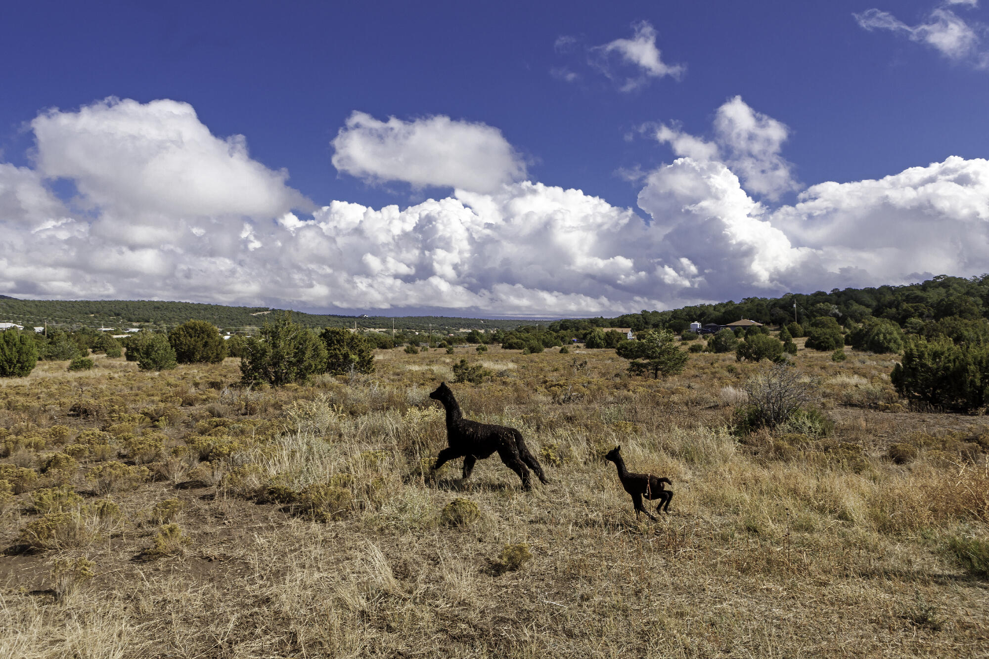 171 Brannan Road, Tijeras, New Mexico image 16