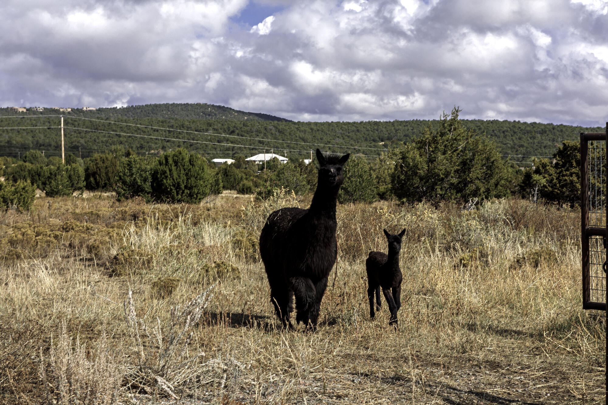 171 Brannan Road, Tijeras, New Mexico image 15