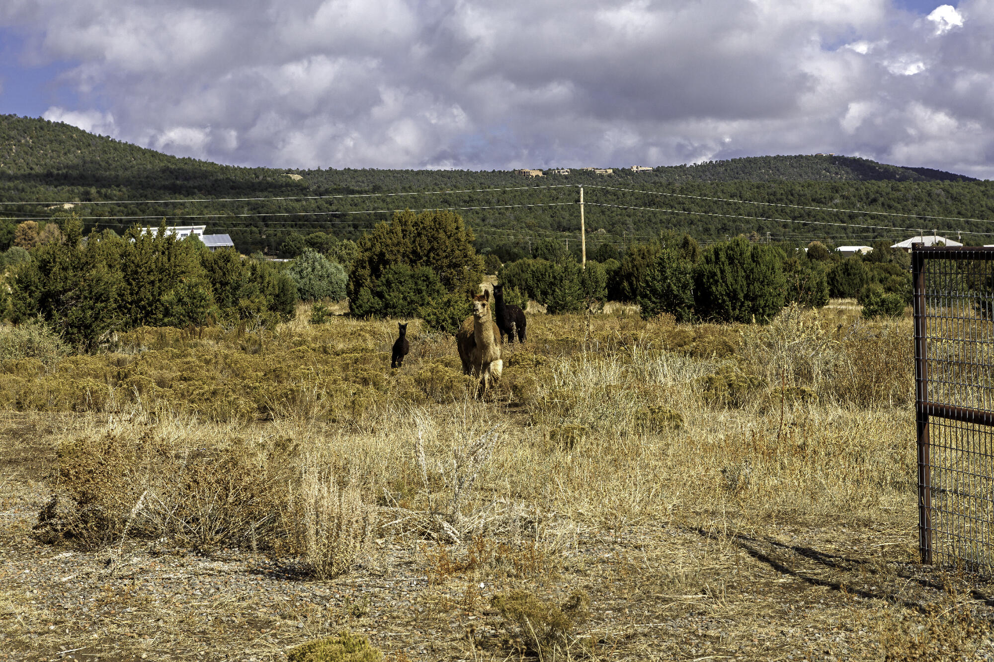 171 Brannan Road, Tijeras, New Mexico image 14