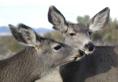 87 N Frontage Road, Edgewood, New Mexico image 17