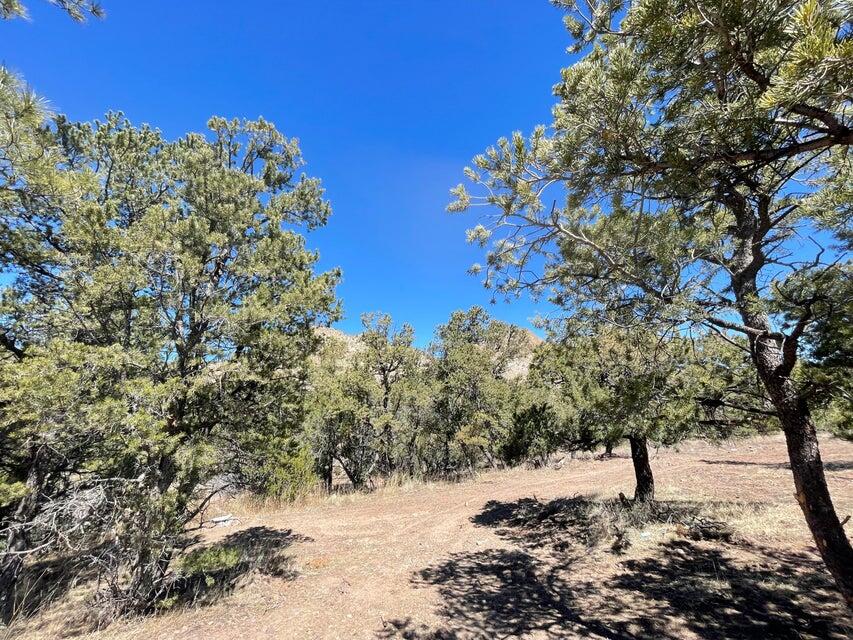 175 Hop Canyon Road, Magdalena, New Mexico image 43