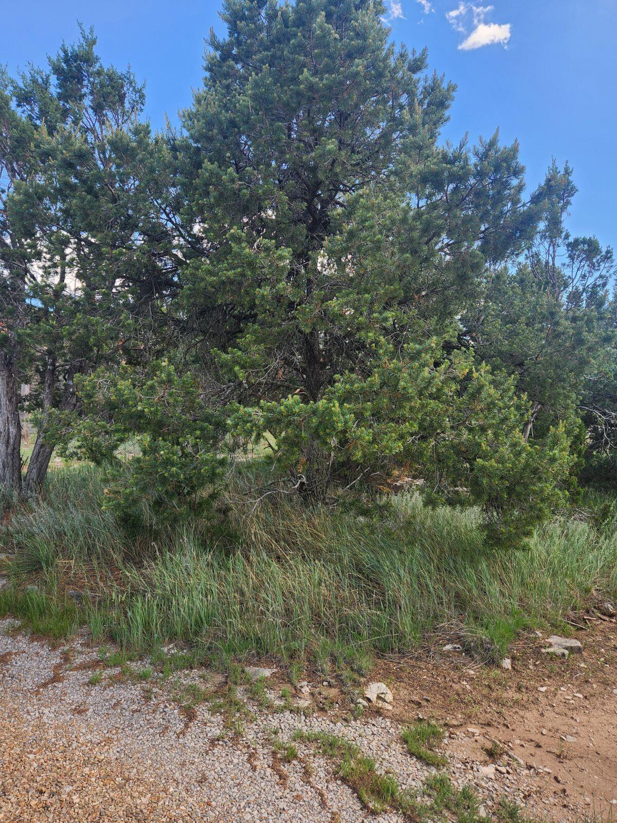 57 Ballinger Ranch Road, Edgewood, New Mexico image 9