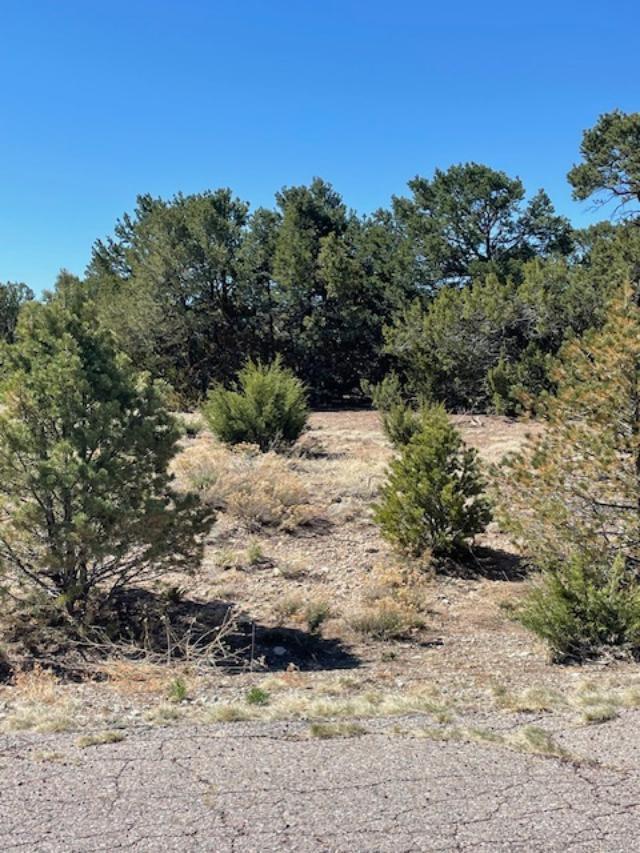 6 Falcon Court, Tijeras, New Mexico image 4