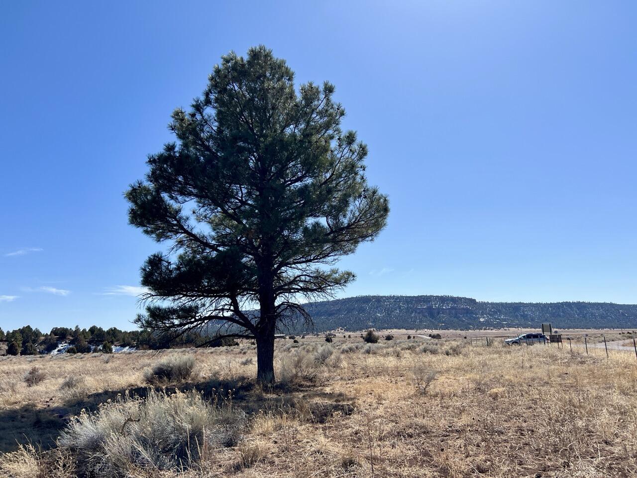 Tract C-1 Forest Road 157, Ramah, New Mexico image 36