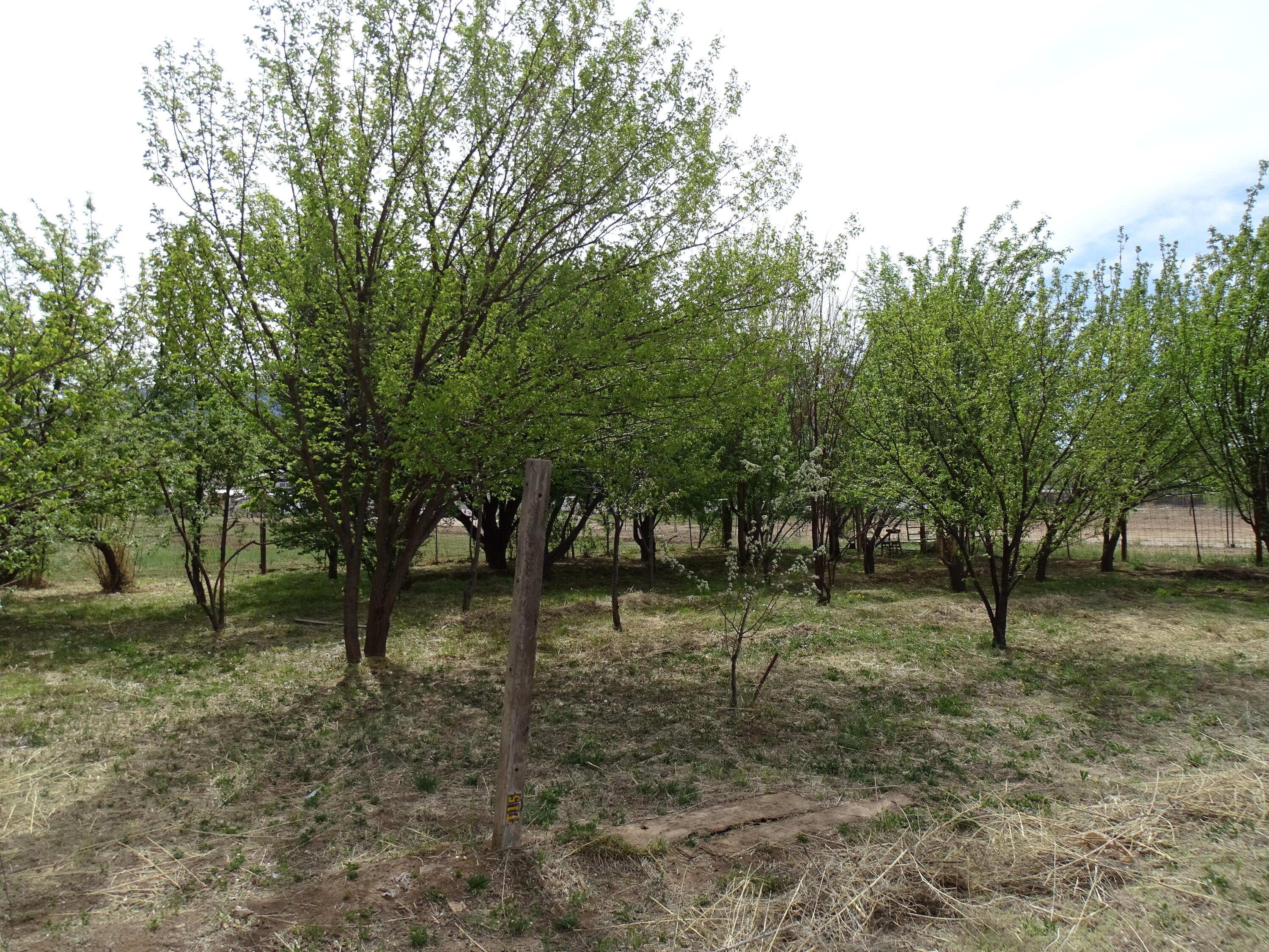 926 Oak Street, Bernalillo, New Mexico image 5