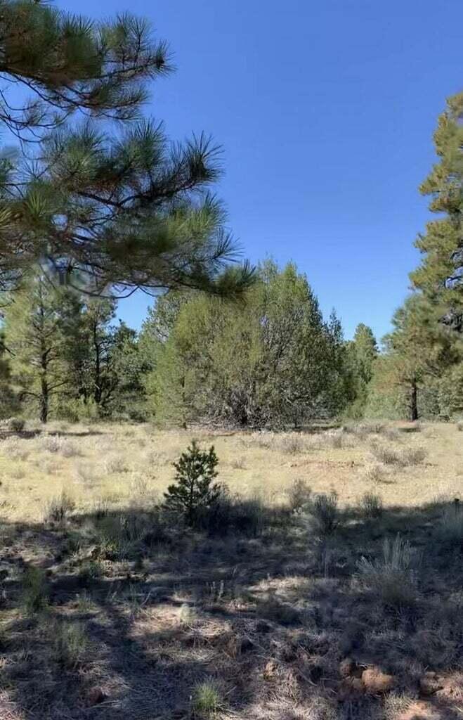 Cerro Leonides Road, Grants, New Mexico image 1