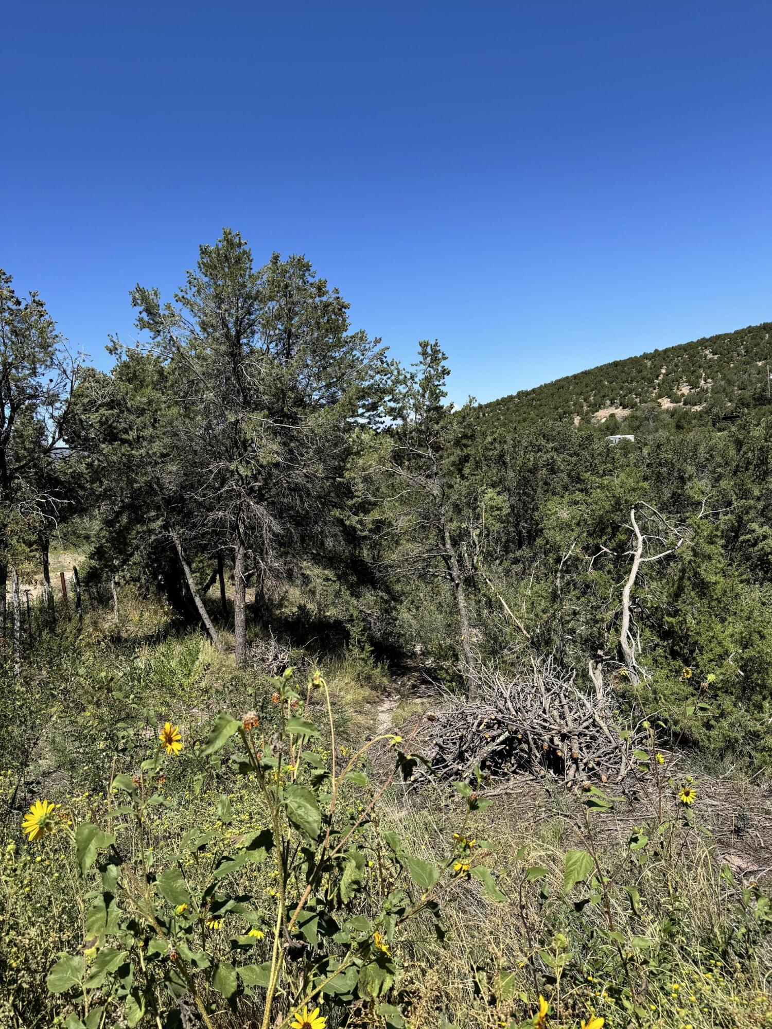 54 Gilbert Place, Sandia Park, New Mexico image 4