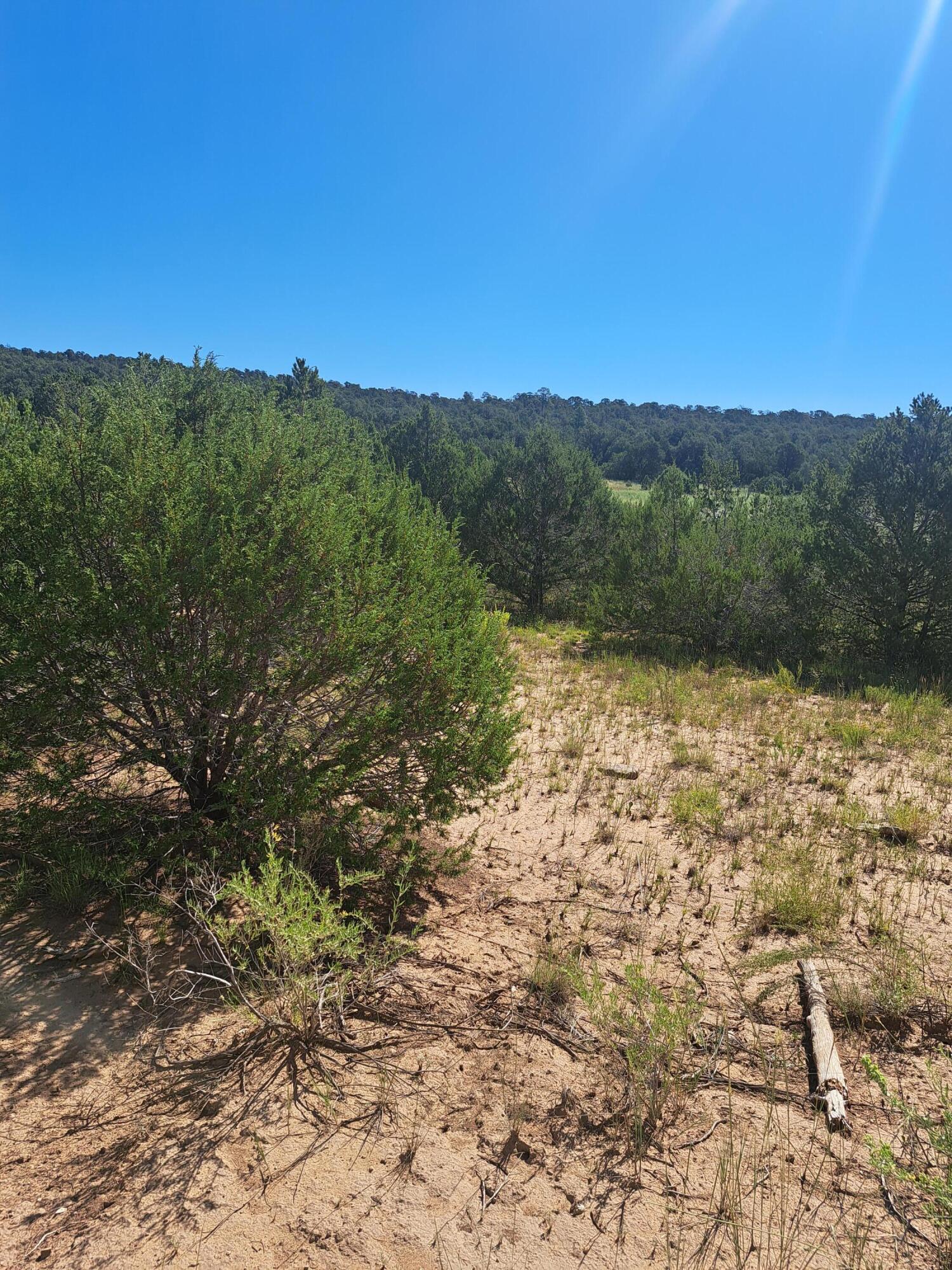 128 Upper Juan Tomas Road, Tijeras, New Mexico image 5