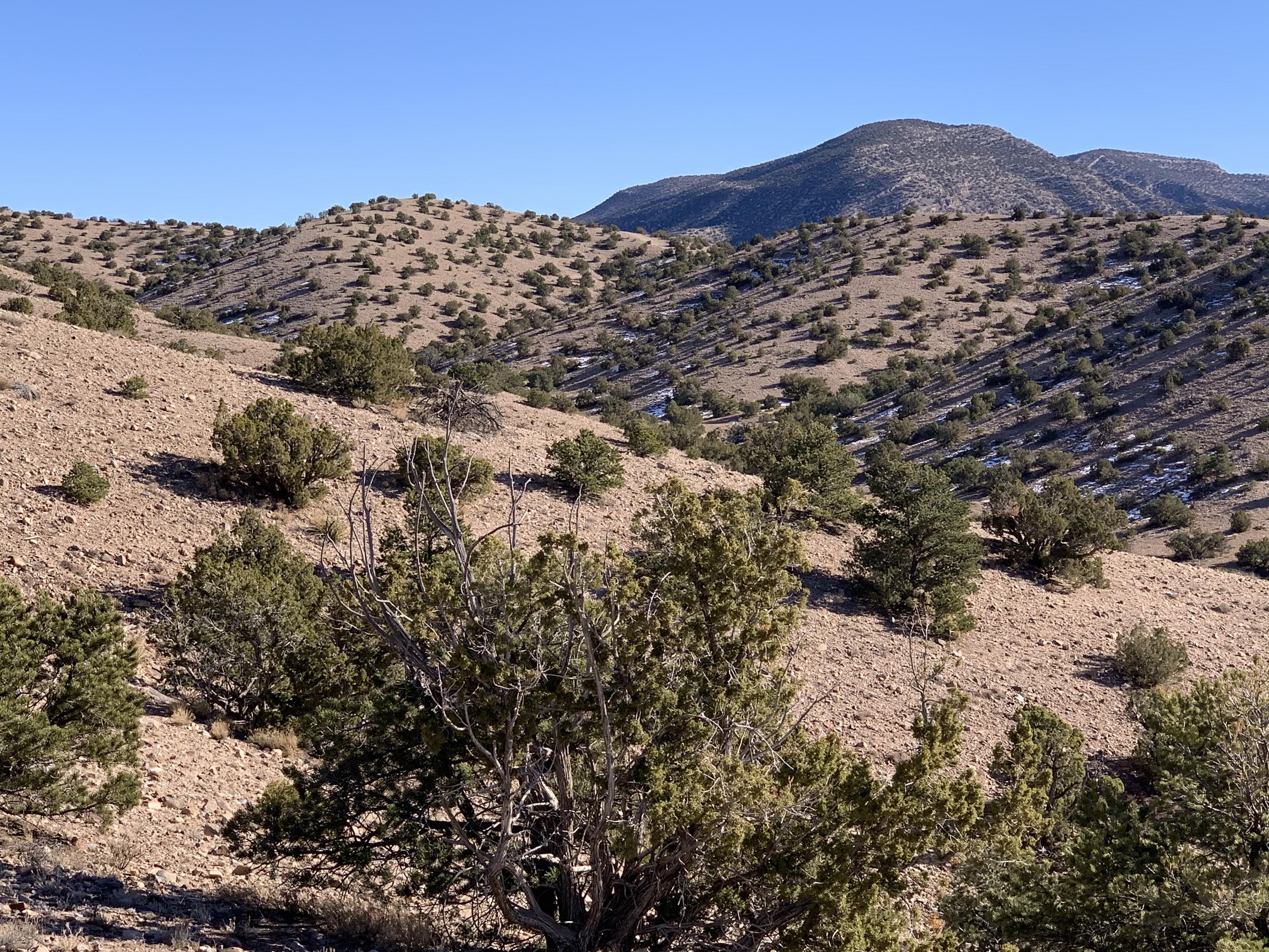 Cam Zia, Placitas, New Mexico image 9