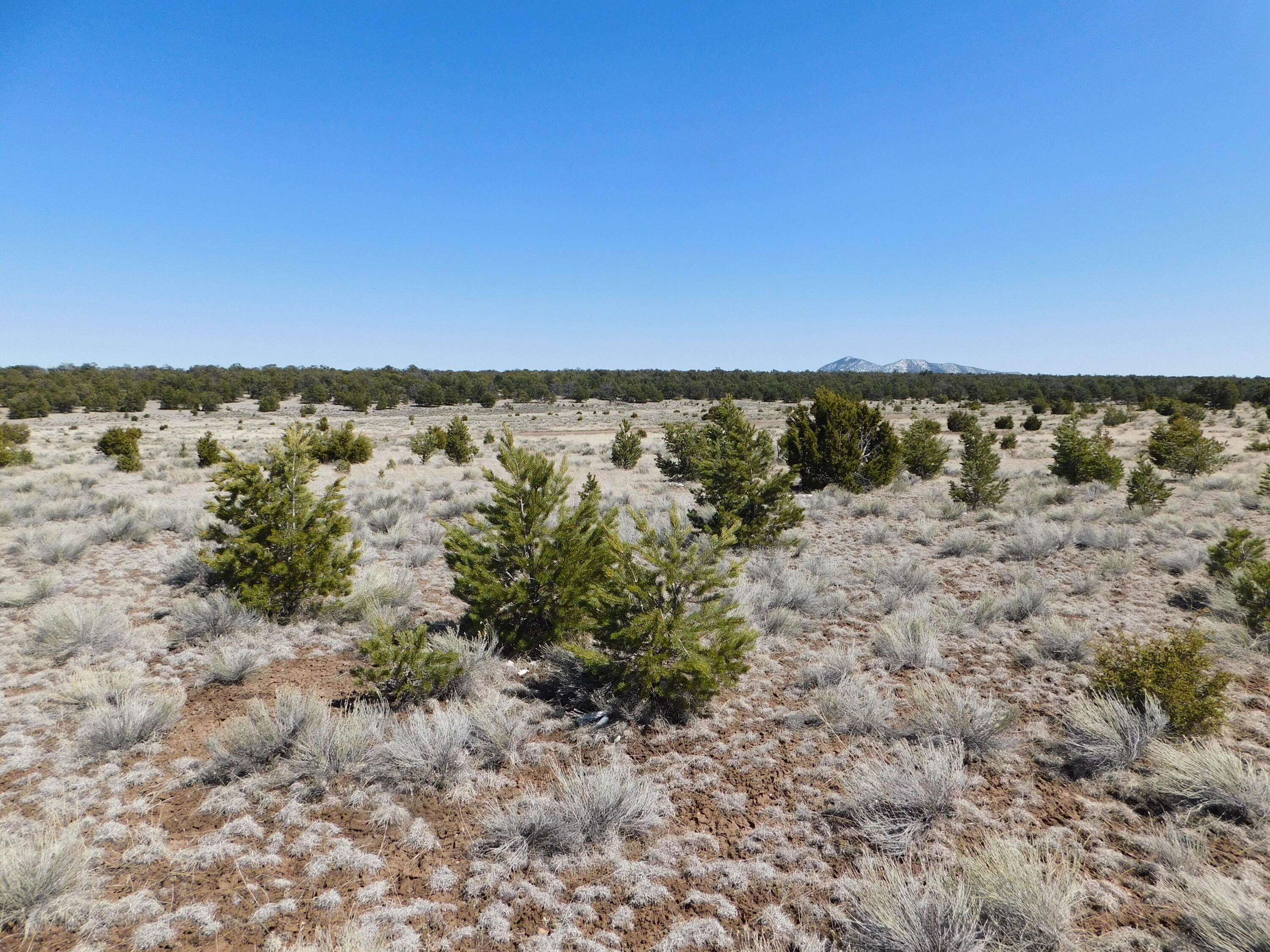 LOT 81 Artesian Avenue