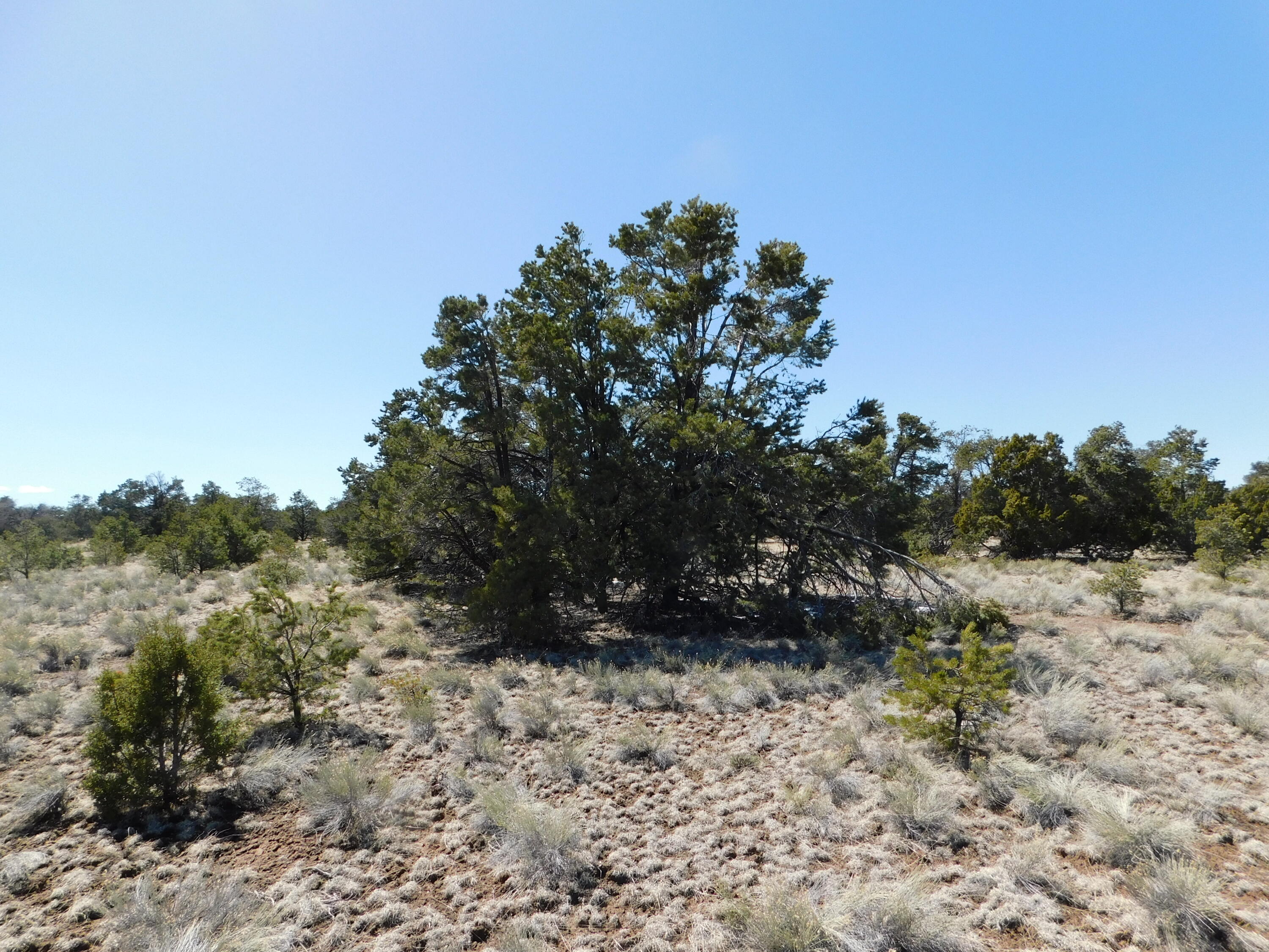 LOT 81 Artesian Avenue