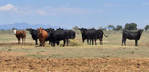 Vacant Land For Sale - XX Ash Street<br/> Moriarty, NM 87035