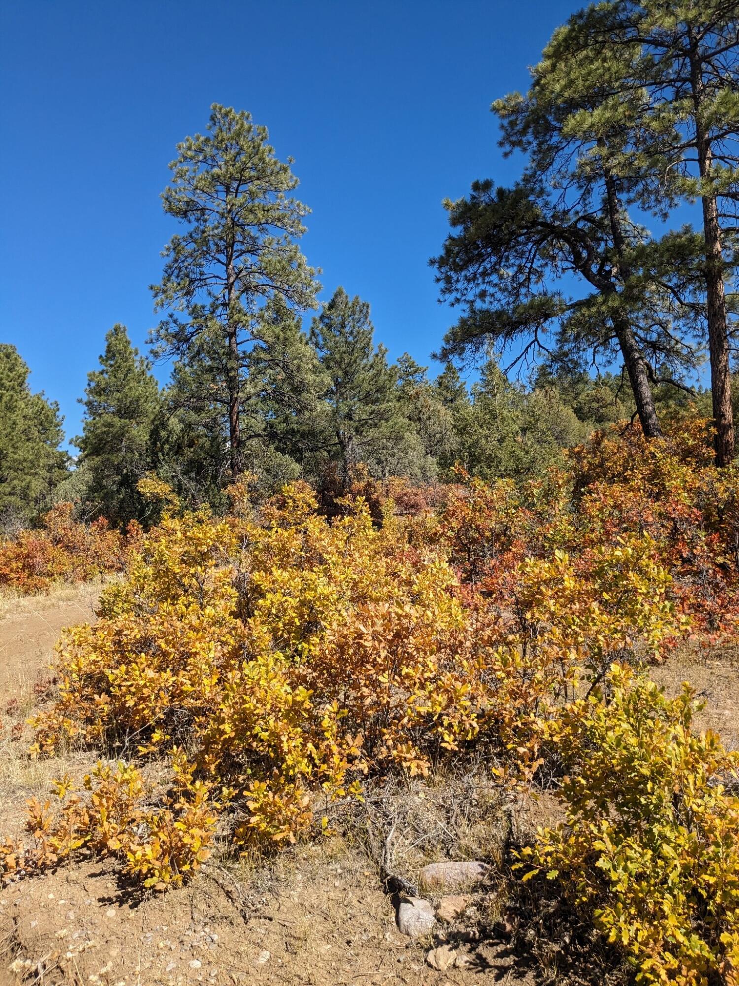 Lot Near Chama, Tierra Amarilla, New Mexico image 10