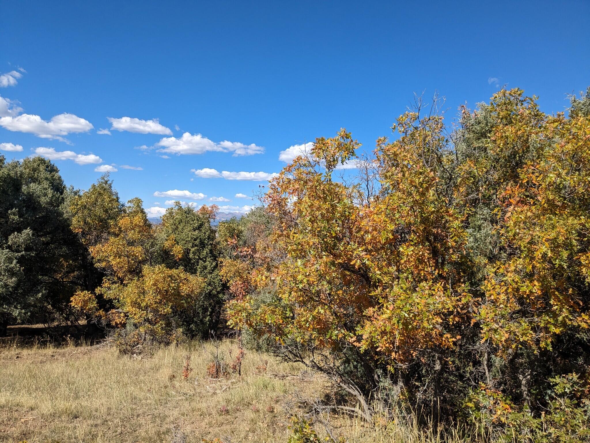 Lot Near Chama, Tierra Amarilla, New Mexico image 11
