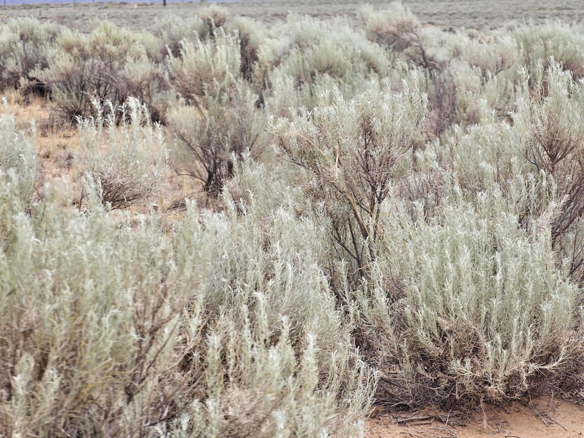 Vl 10 Rio Grande Estates Block 589 #25, Rio Communities, New Mexico image 4