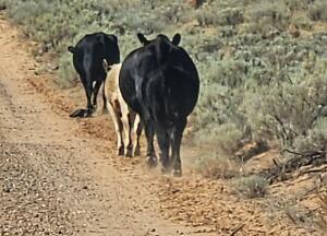 Off Hwy 6  Lot 36, Los Lunas, New Mexico image 2