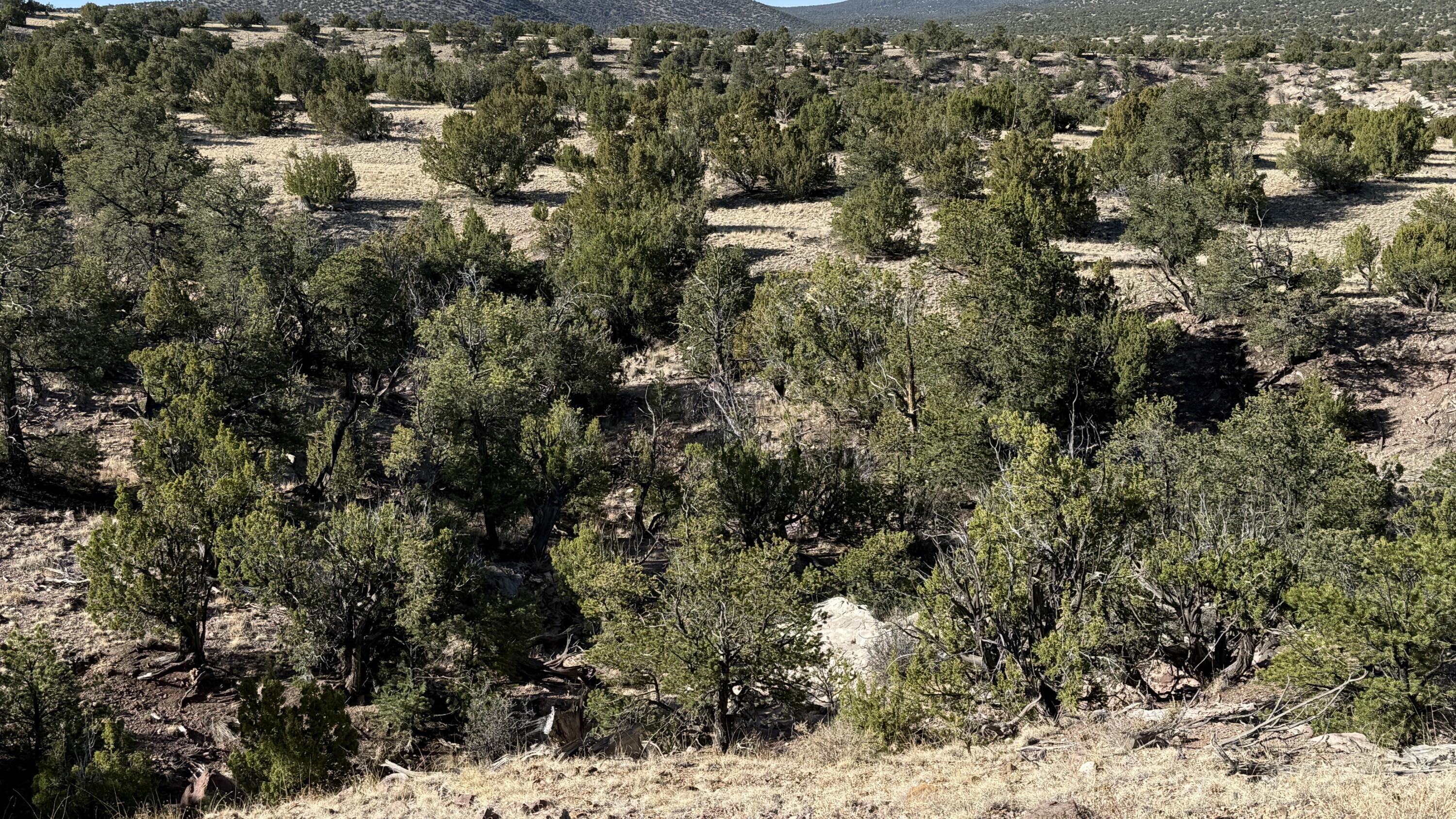 Lot 21 Pinon Springs Ranch, Magdalena, New Mexico image 6