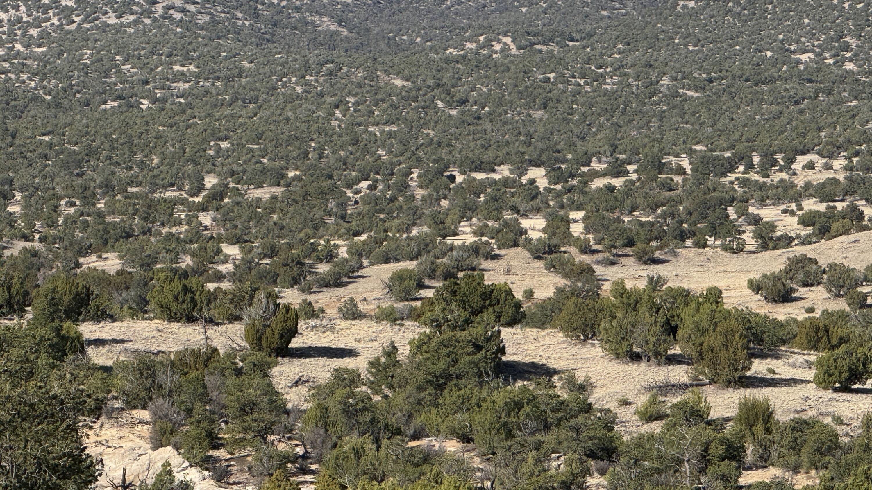 Lot 21 Pinon Springs Ranch, Magdalena, New Mexico image 17