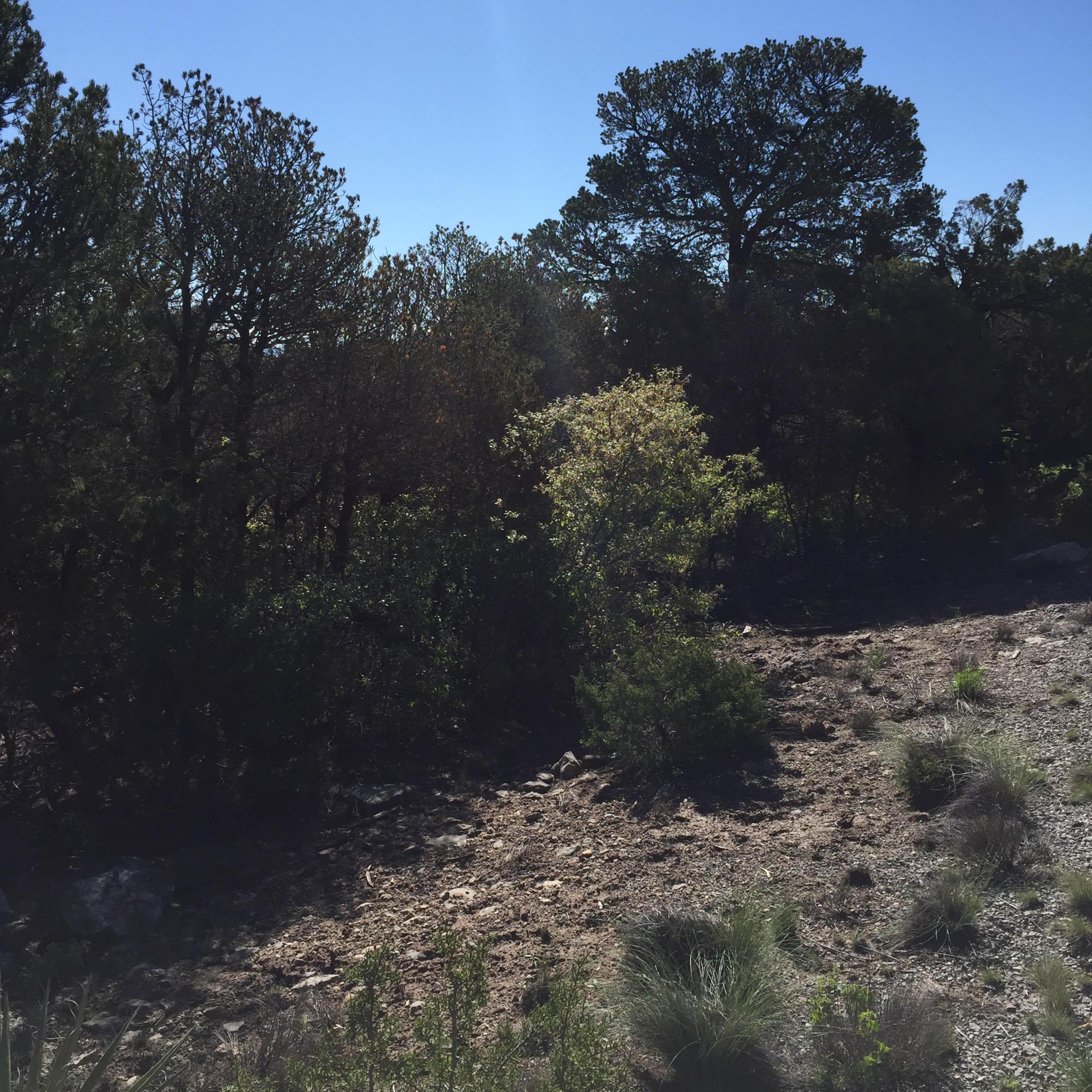 13 Las Nietas Court, Edgewood, New Mexico image 8