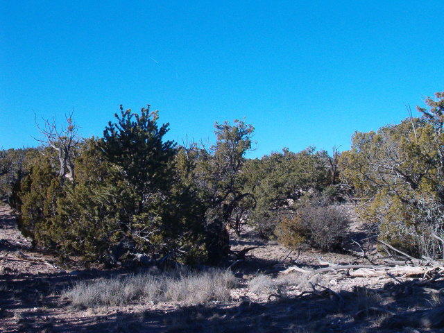 Lot 45 Pinon Springs, Magdalena, New Mexico image 5