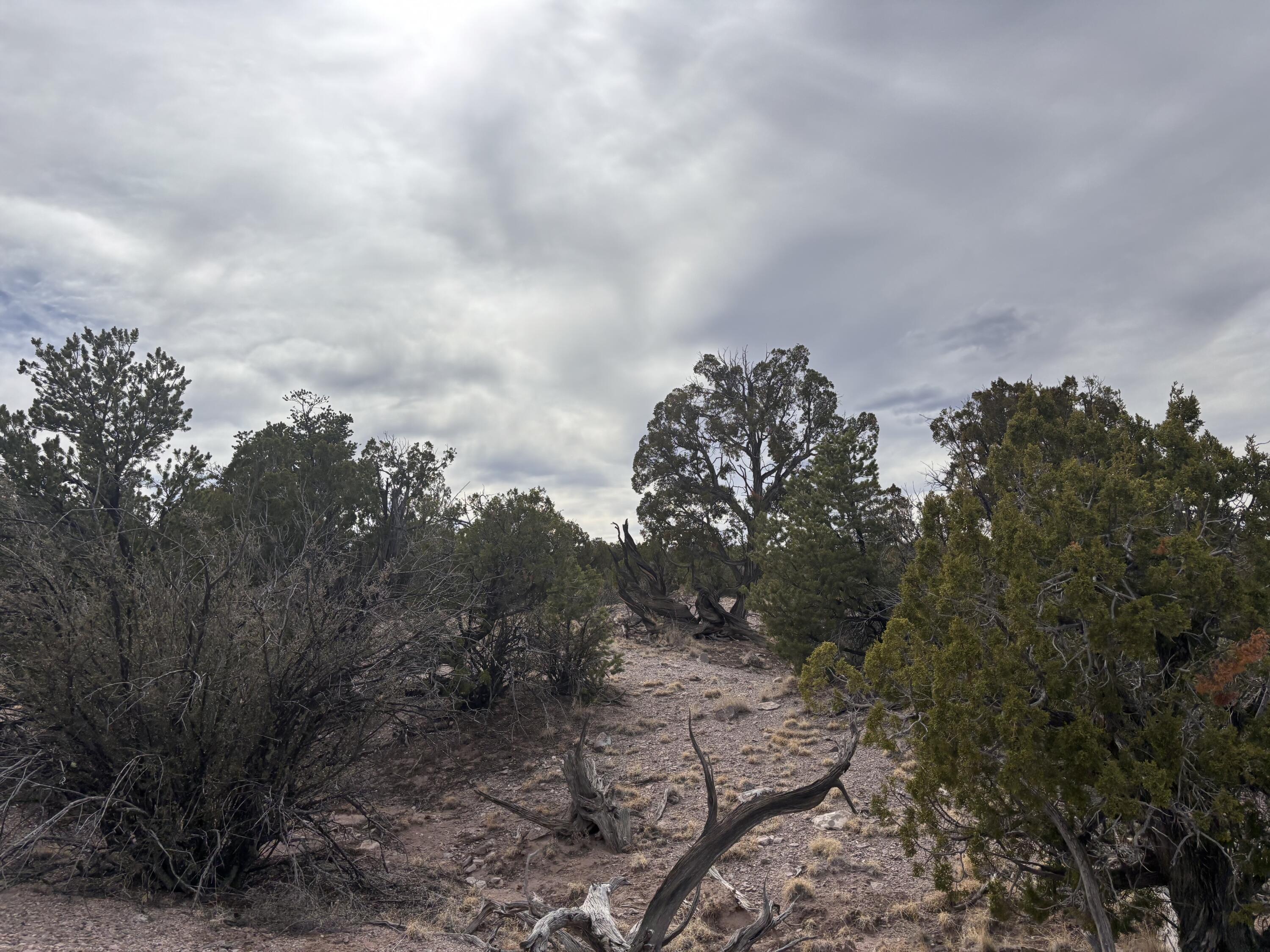 Lot 45 Pinon Springs, Magdalena, New Mexico image 6