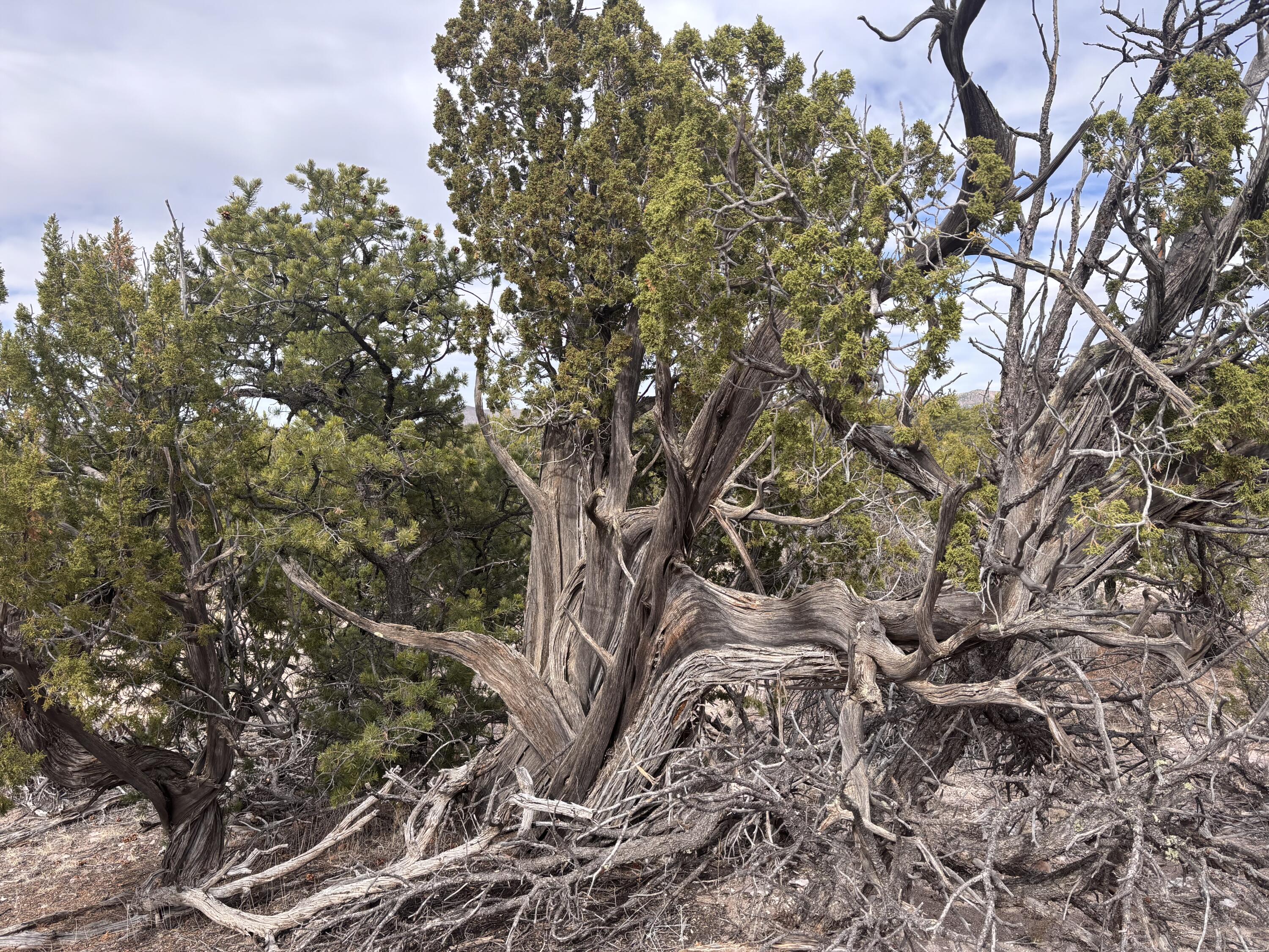 Lot 45 Pinon Springs, Magdalena, New Mexico image 7