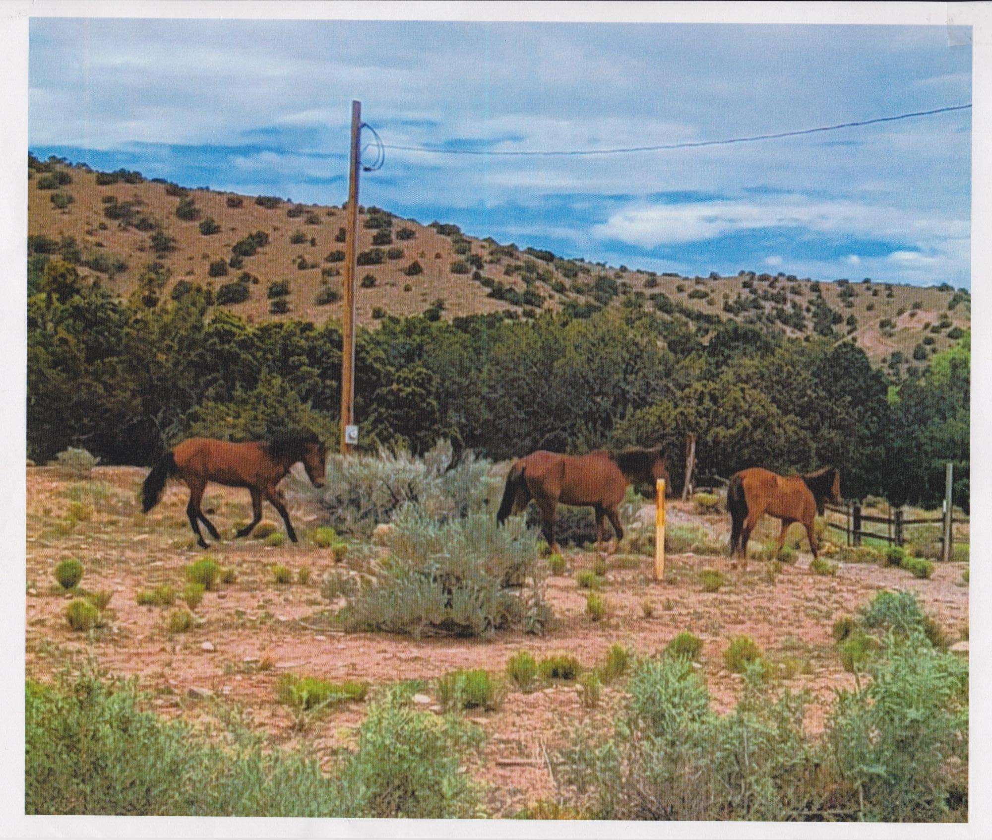 Photo 1 of 8 — Deba Jo De Ojo, Placitas, NM 87043
