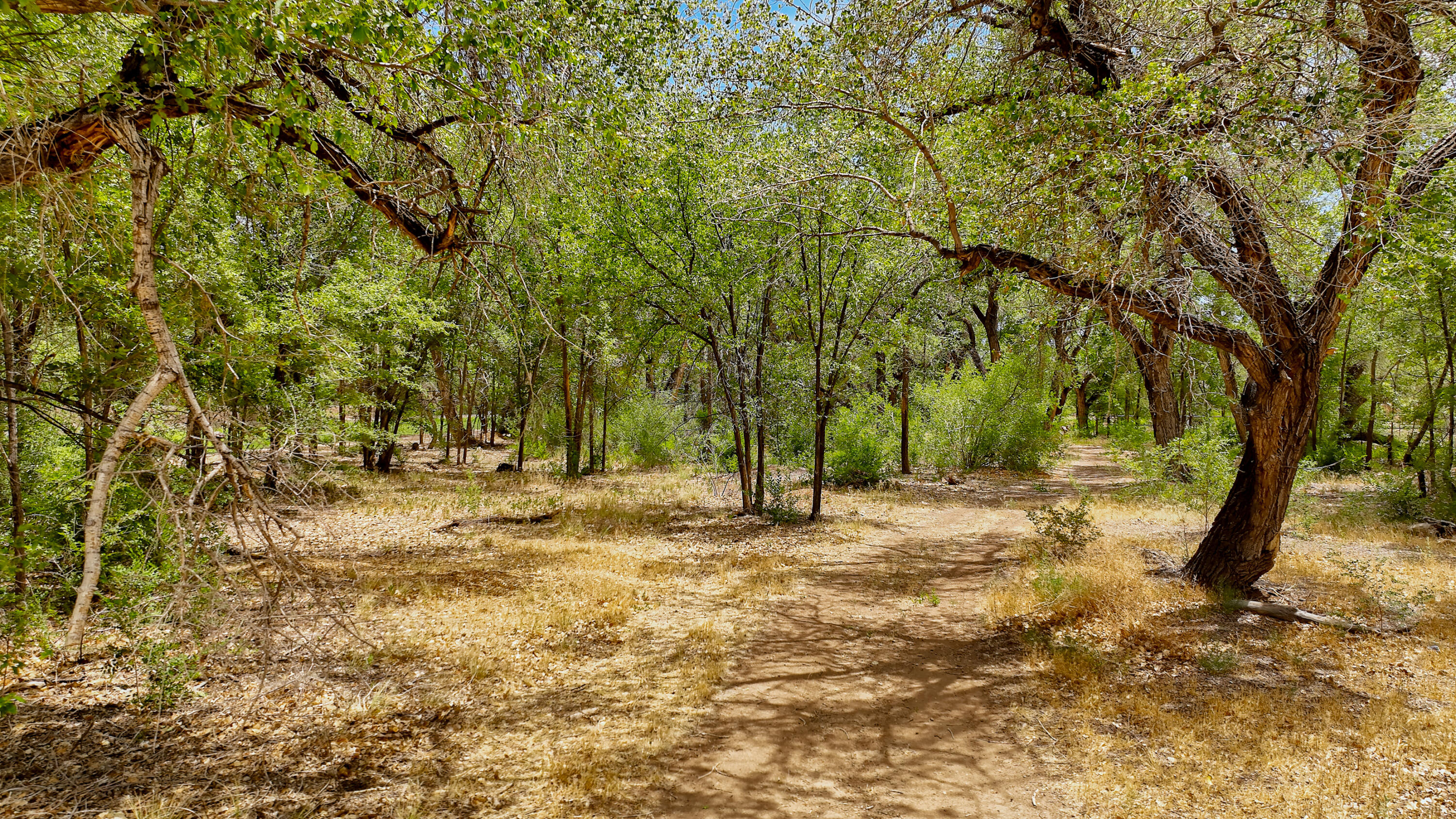 900 Sanchez Road, Corrales, New Mexico image 23