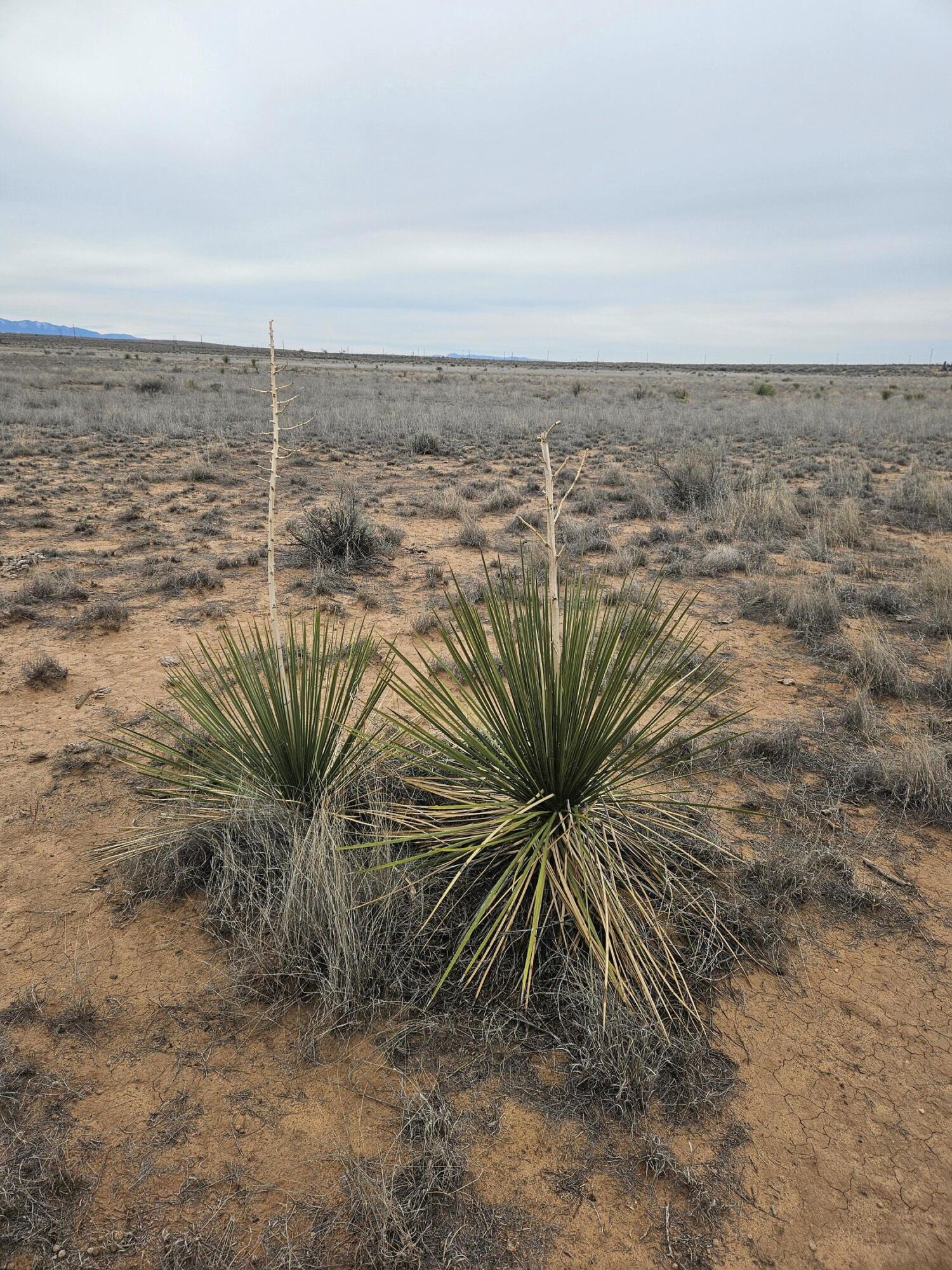 Lluvia Road, Los Lunas, New Mexico image 5