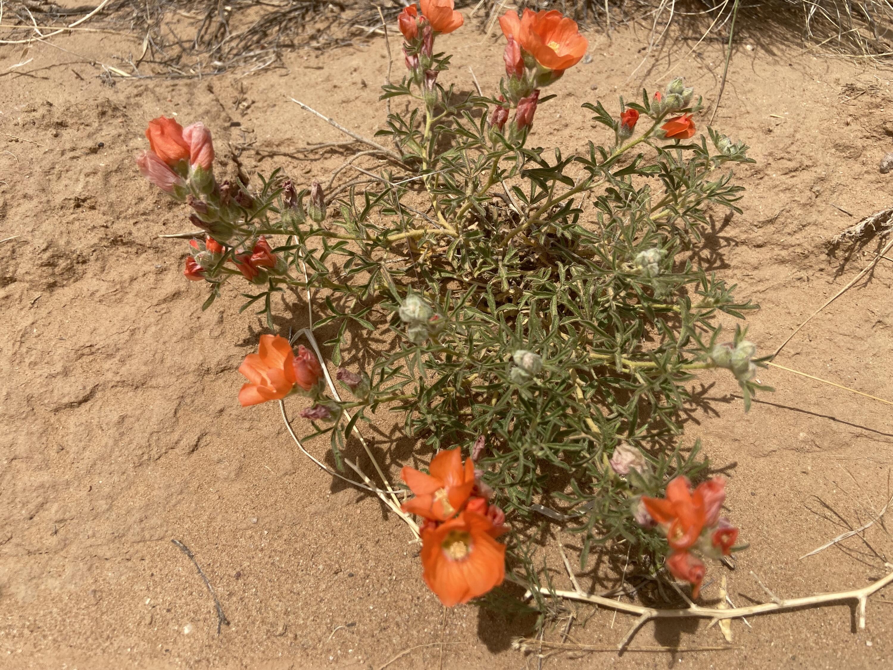 34th, Rio Rancho, New Mexico image 12