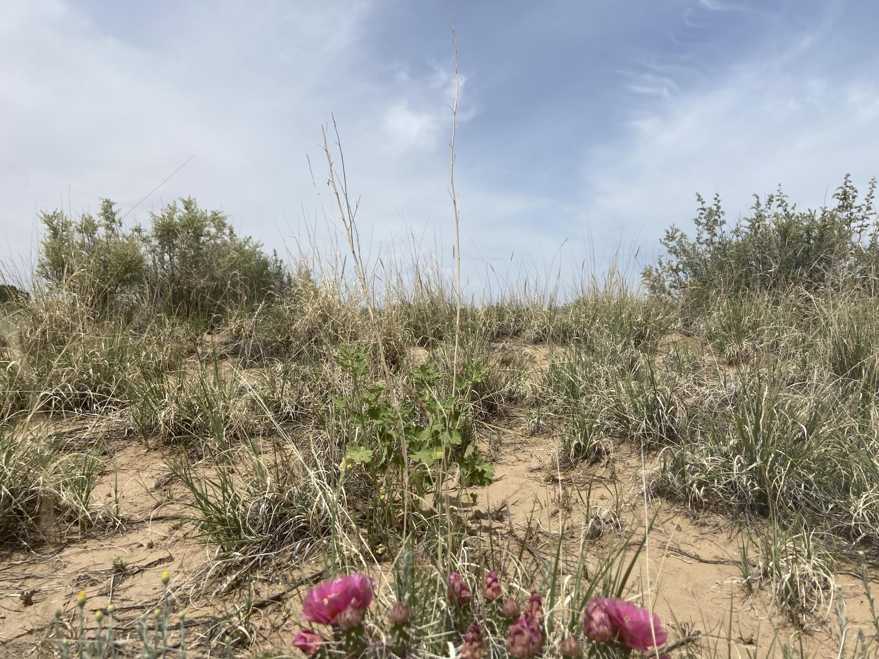 34th, Rio Rancho, New Mexico image 11