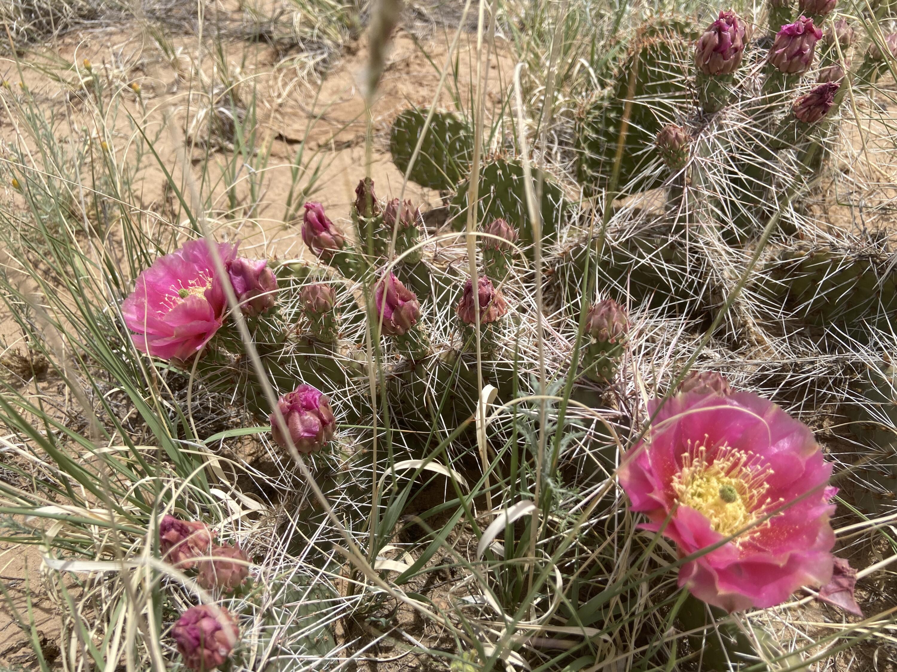 34th, Rio Rancho, New Mexico image 6