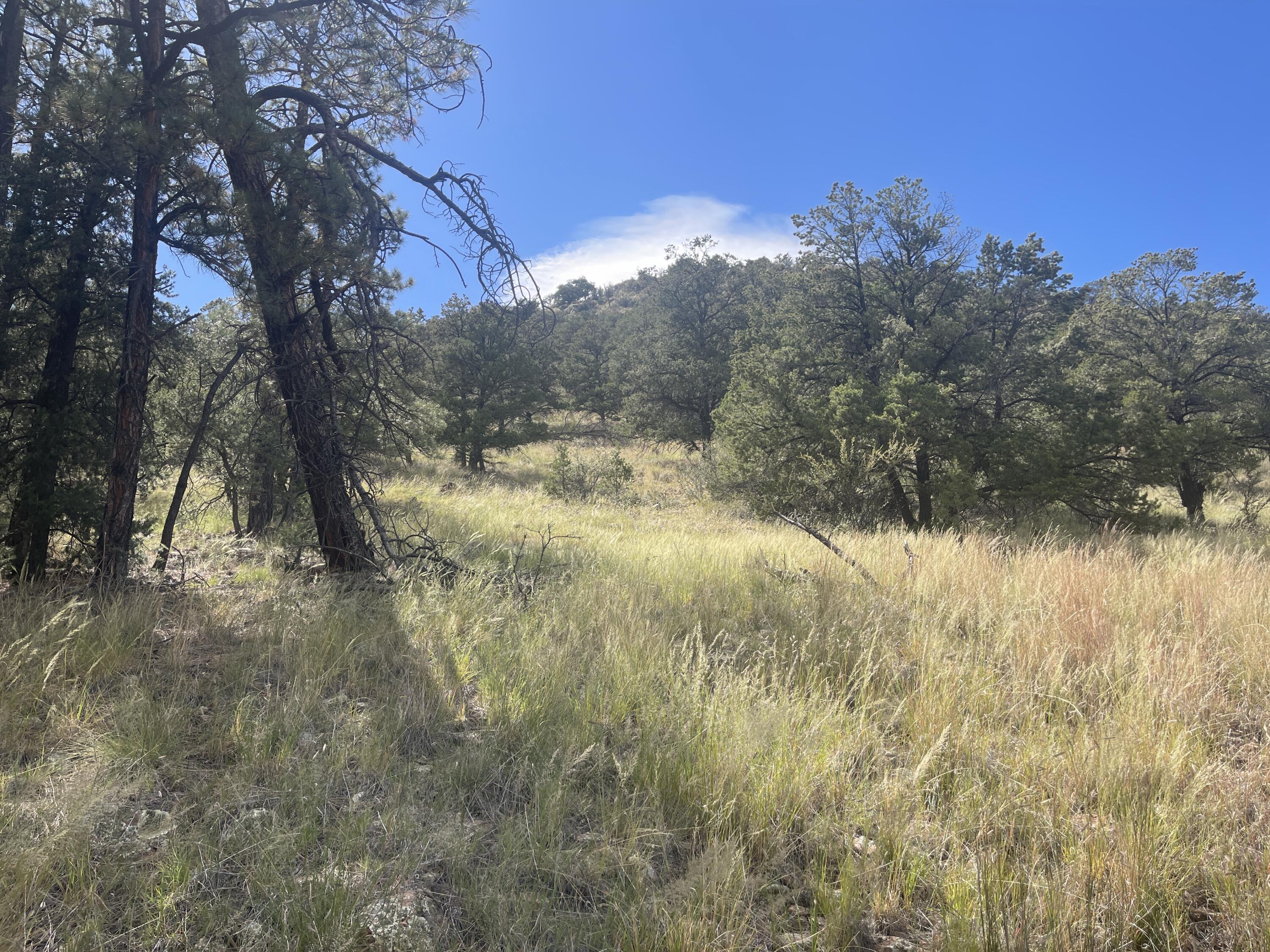 9.36 ACRES End Of Hop Canyon, Magdalena, New Mexico image 3