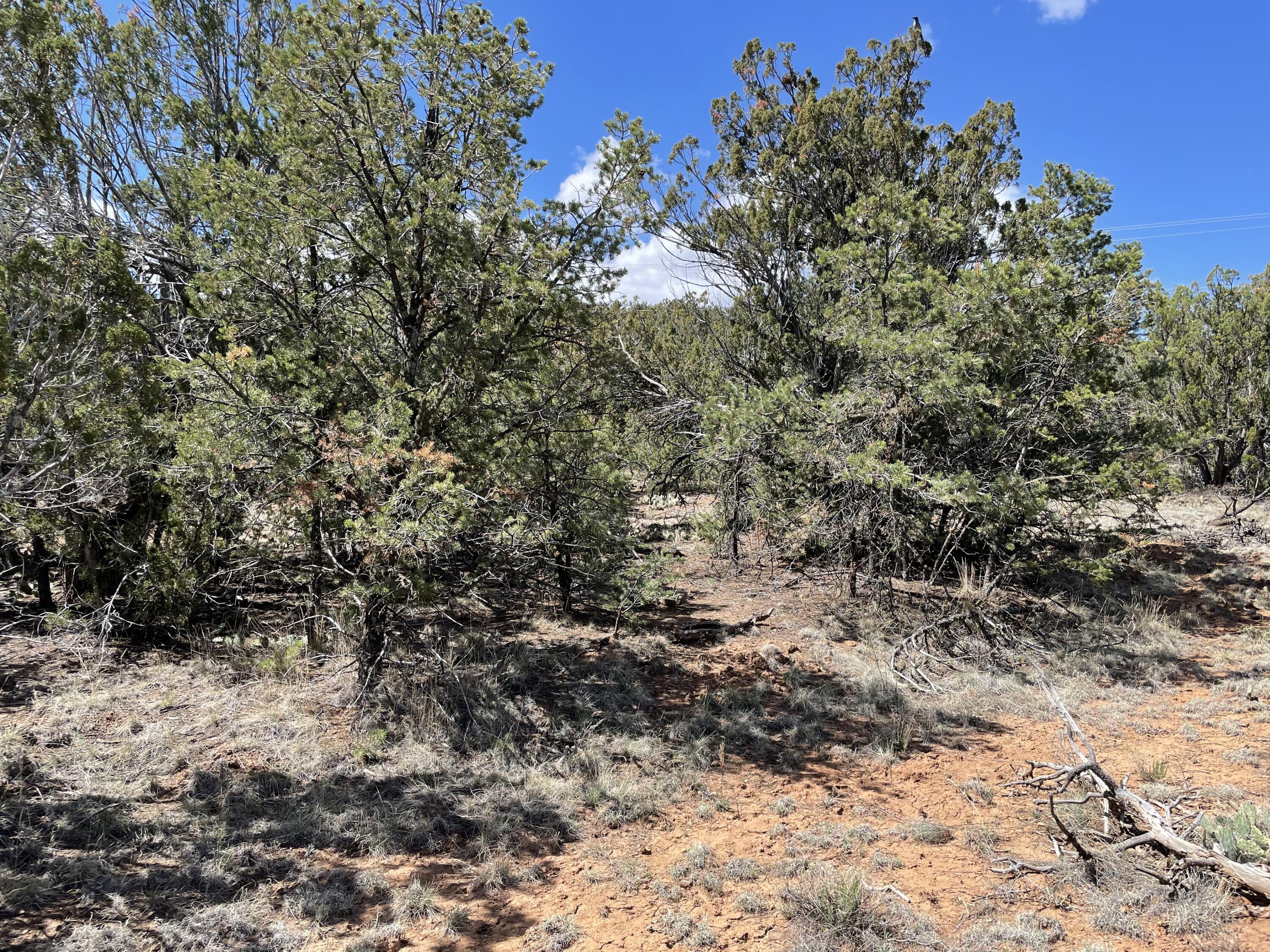 51 Canyon Ridge Drive, Sandia Park, New Mexico image 16