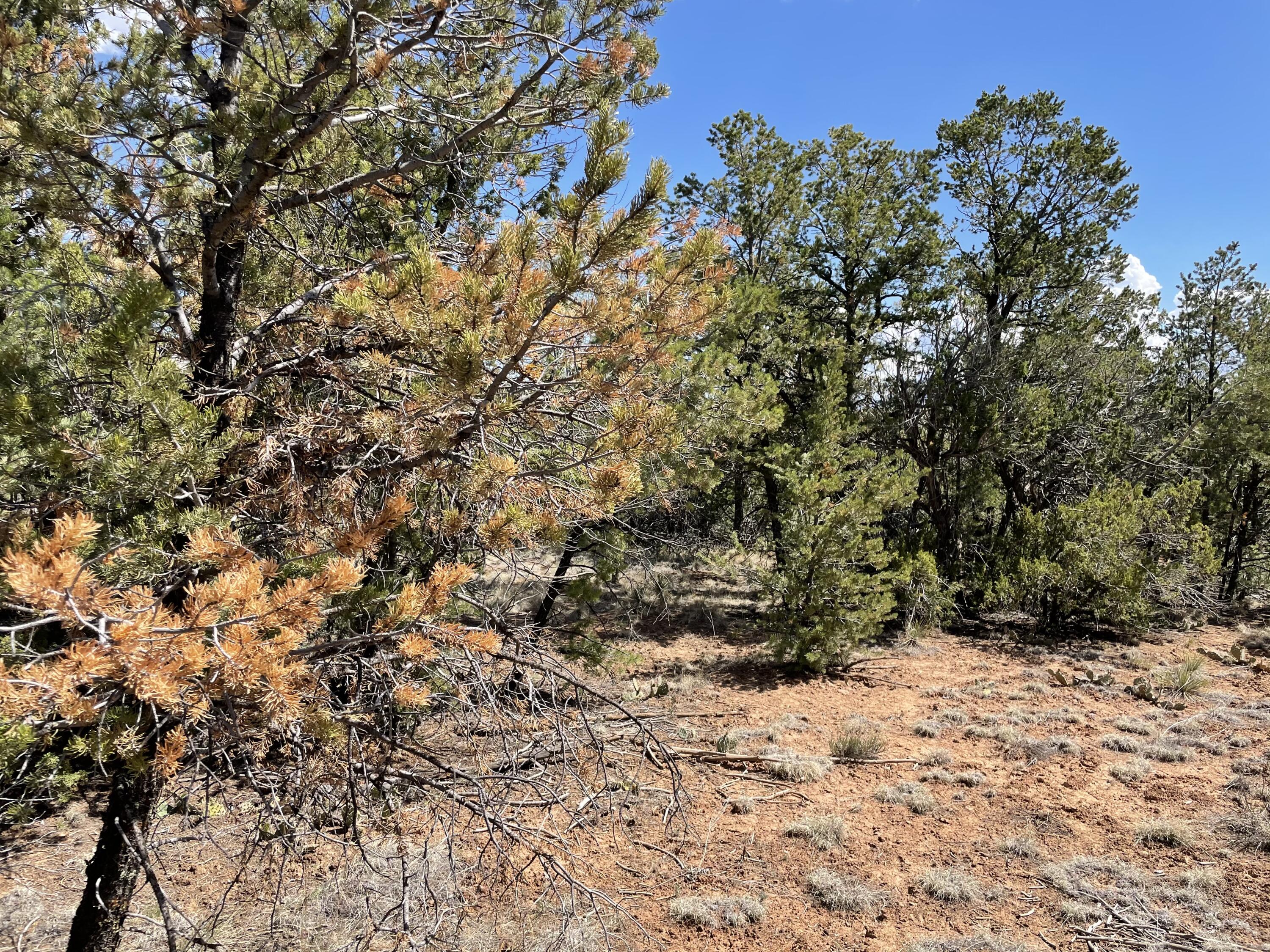 51 Canyon Ridge Drive, Sandia Park, New Mexico image 12