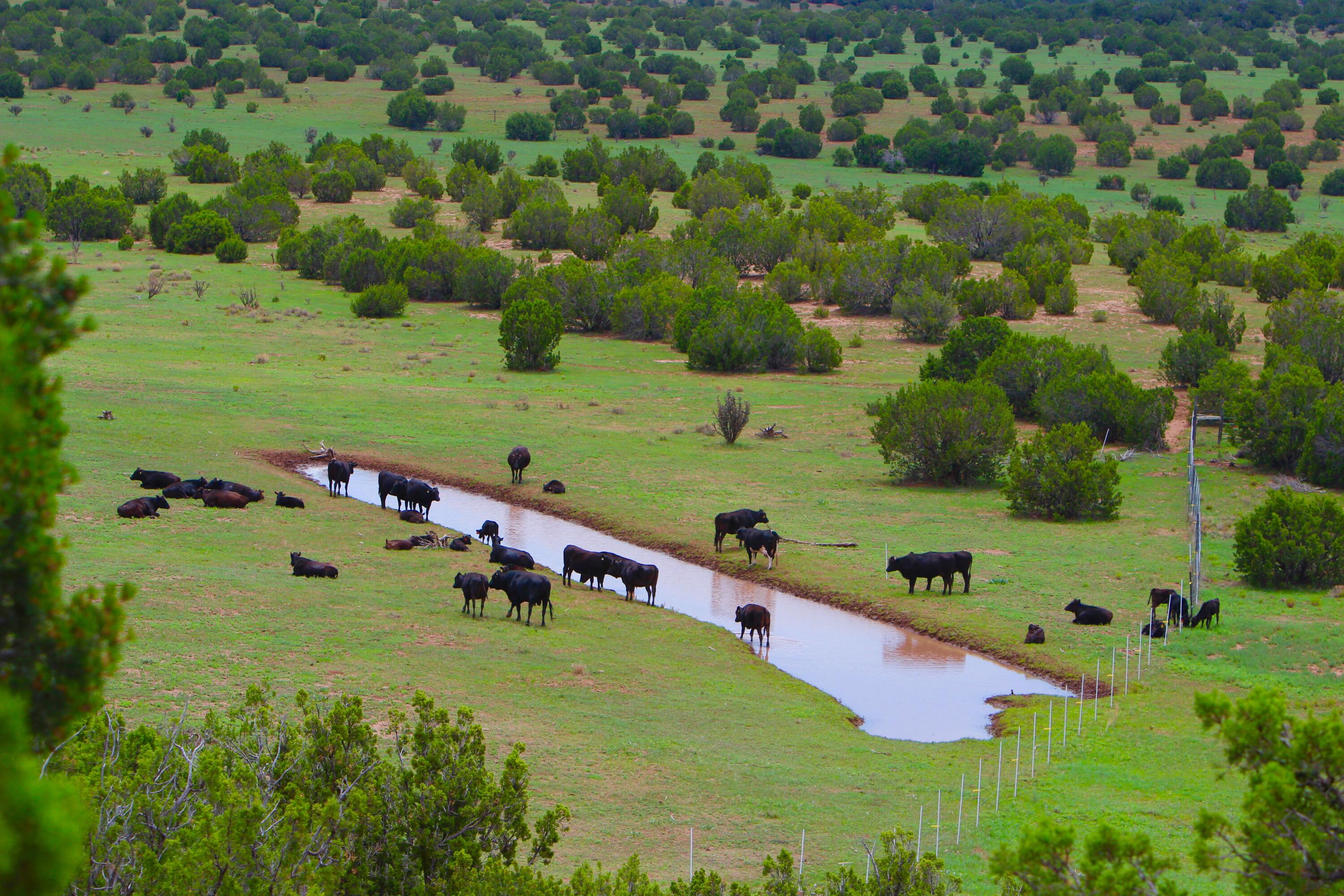 117 Vista Montana Road, Estancia, New Mexico image 47