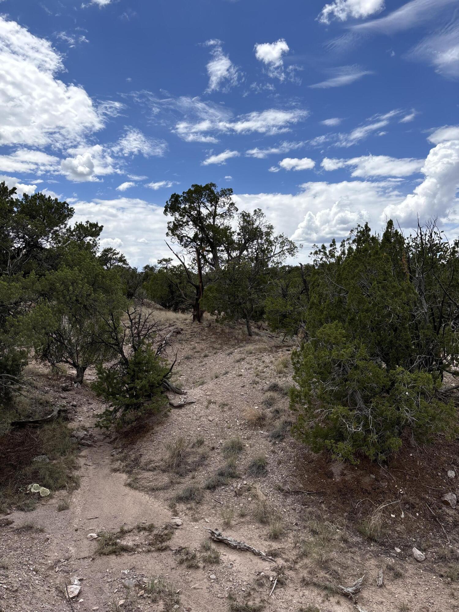 79 Abbe Springs, Magdalena, New Mexico image 3