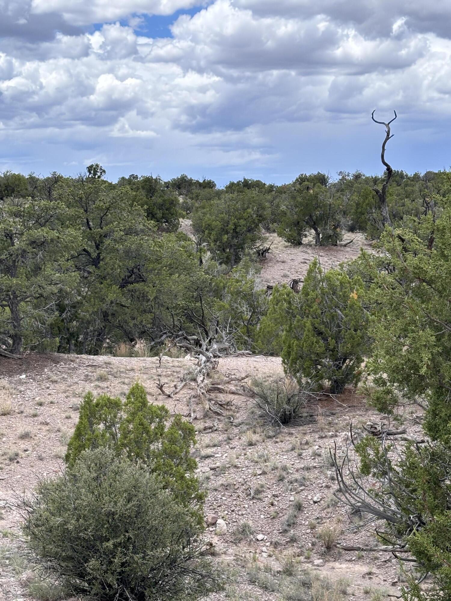 79 Abbe Springs, Magdalena, New Mexico image 5