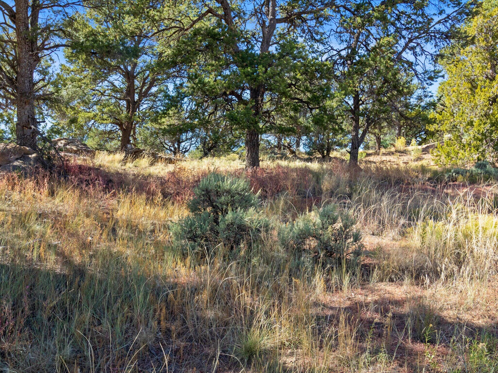 210 County Rd 398, Lindrith, New Mexico image 46