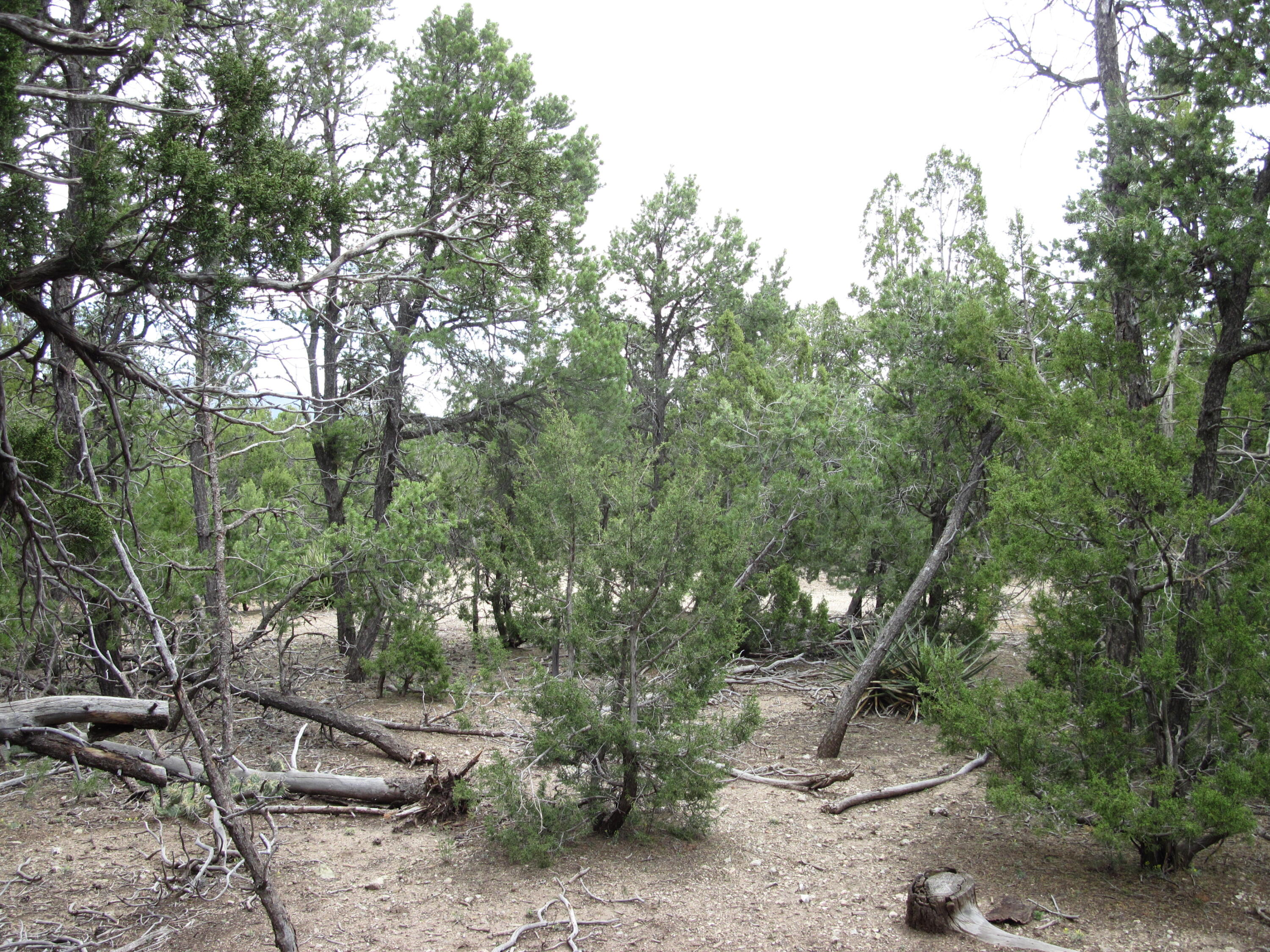22 Vista Alta Drive, Tijeras, New Mexico image 6