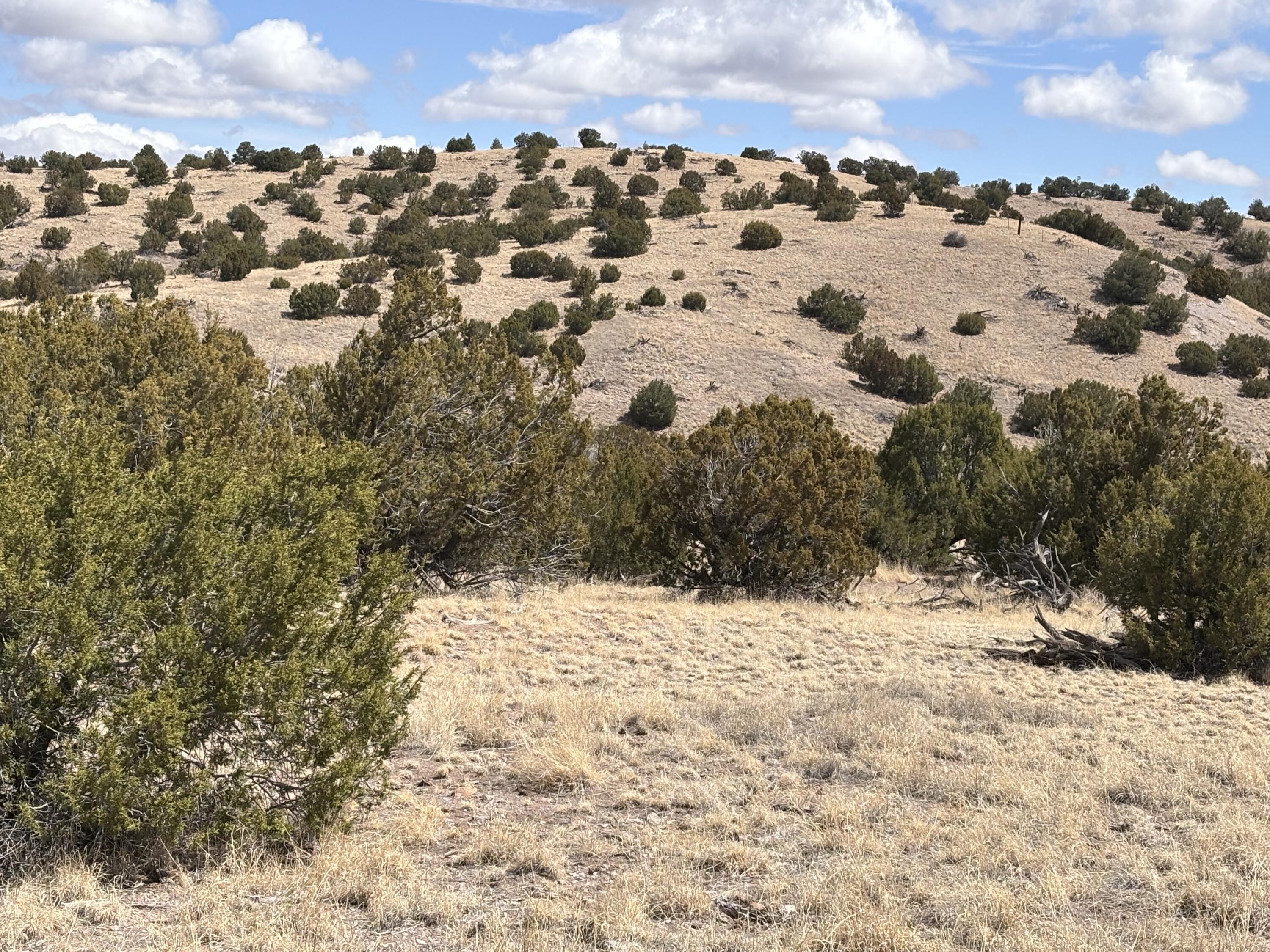 Lot 56 Pinon Springs Ranch, Magdalena, New Mexico image 3