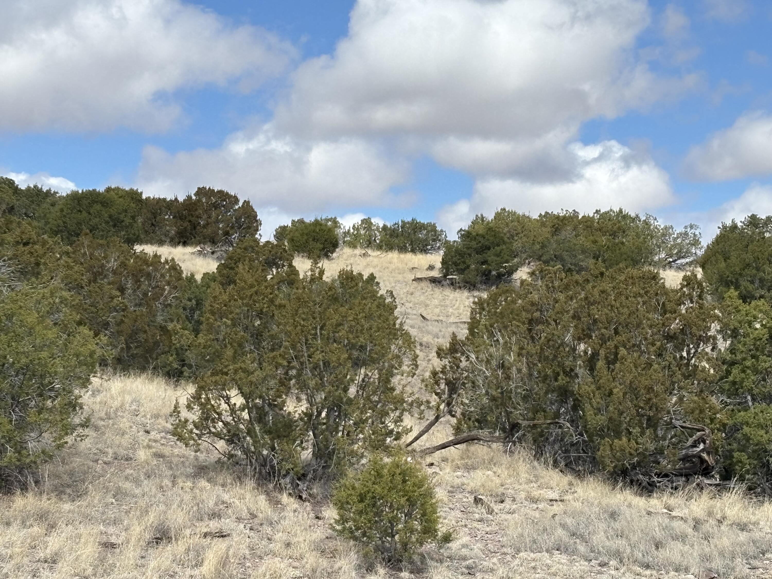 Lot 56 Pinon Springs Ranch, Magdalena, New Mexico image 10