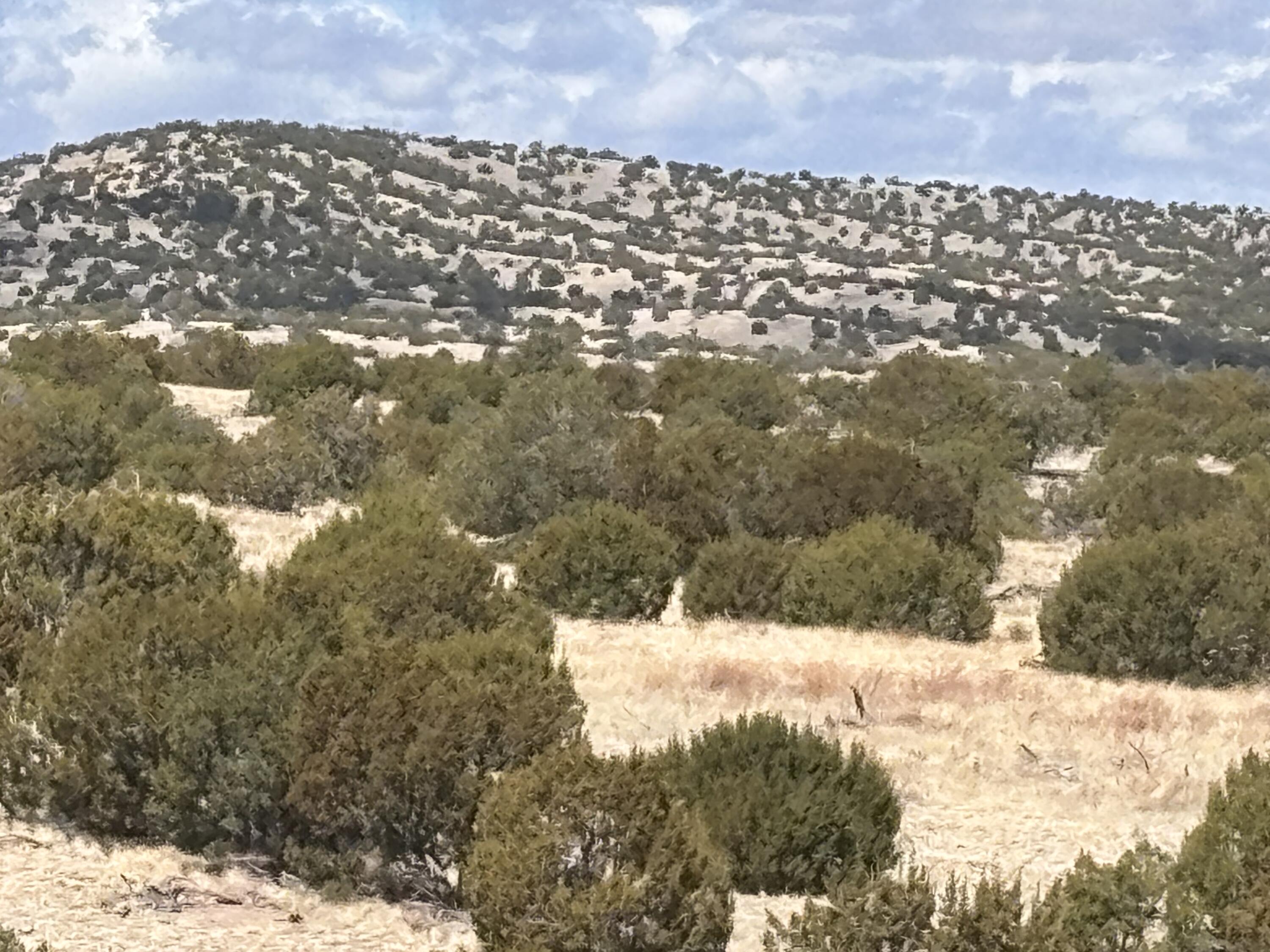 Lot 56 Pinon Springs Ranch, Magdalena, New Mexico image 2