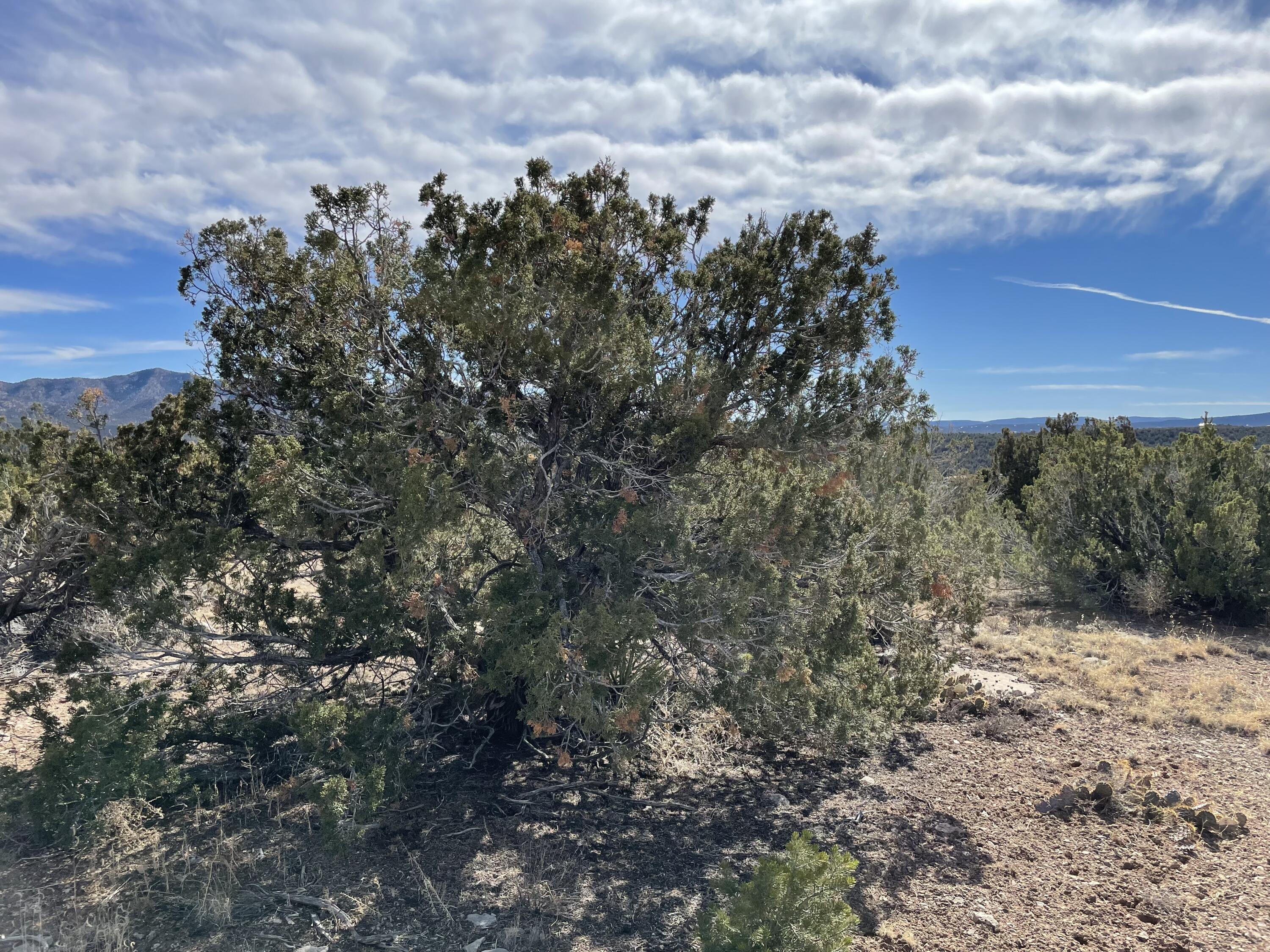 99 Rain Dance Road, Sandia Park, New Mexico image 10