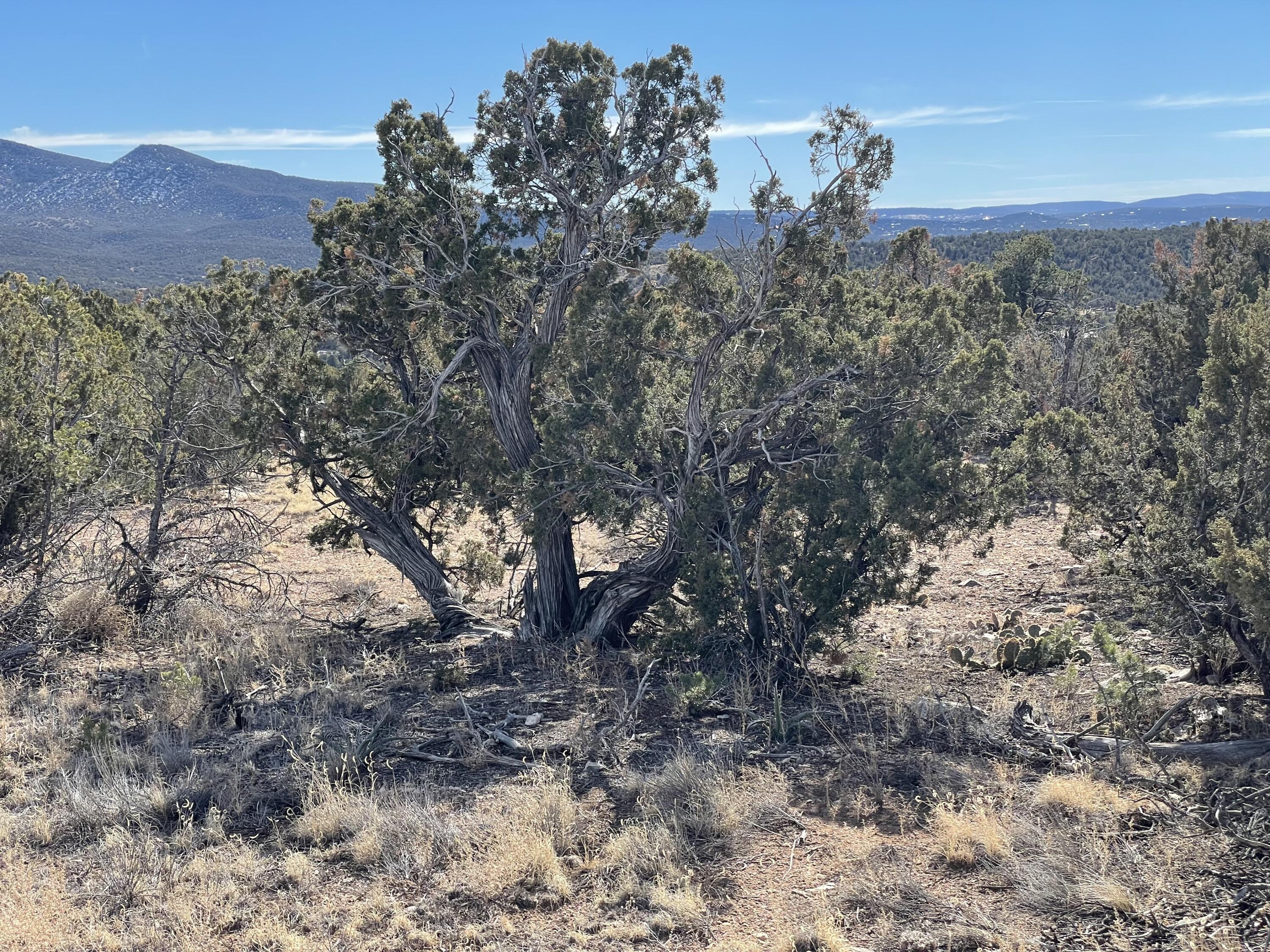 99 Rain Dance Road, Sandia Park, New Mexico image 7