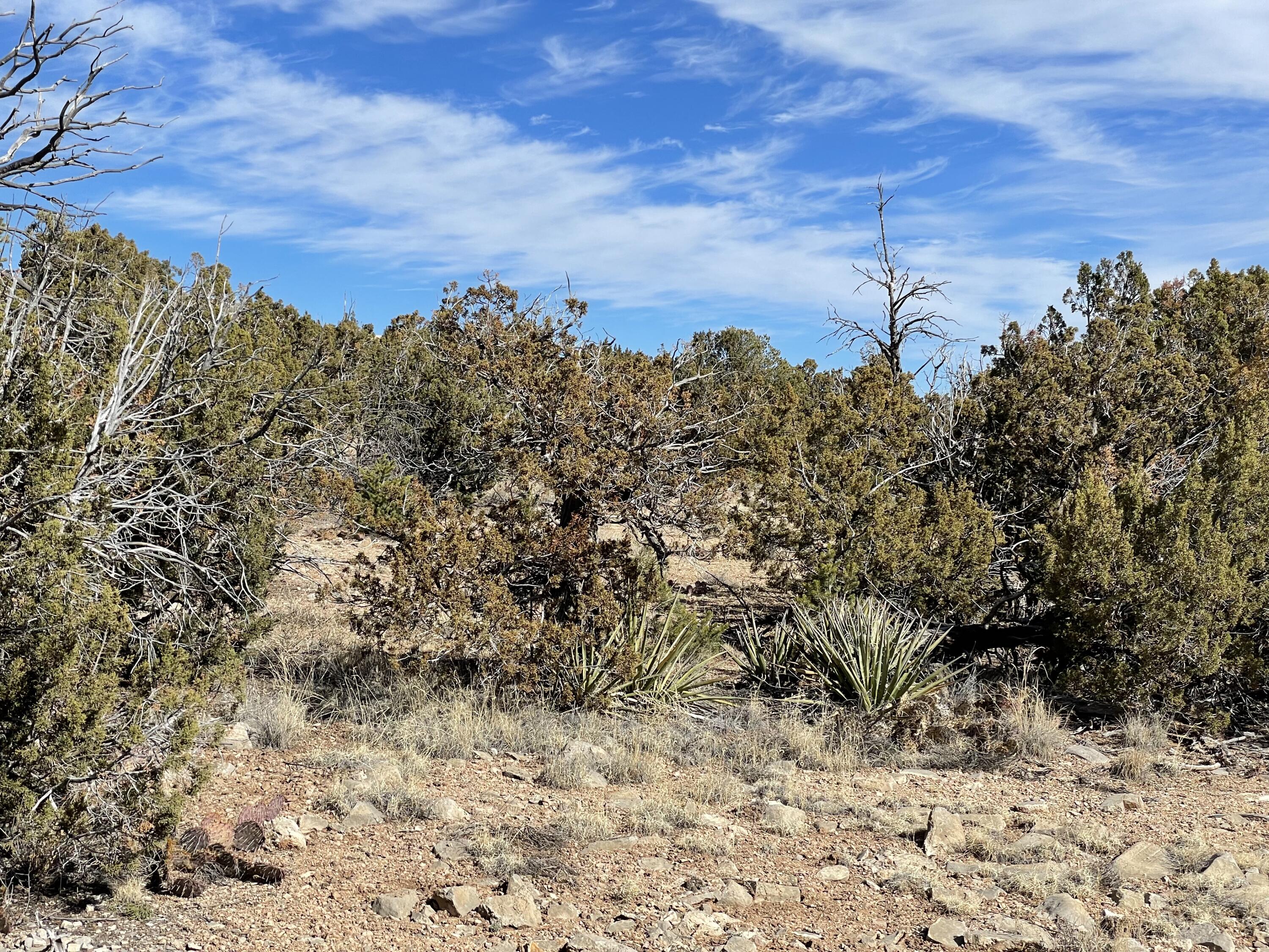 99 Rain Dance Road, Sandia Park, New Mexico image 19